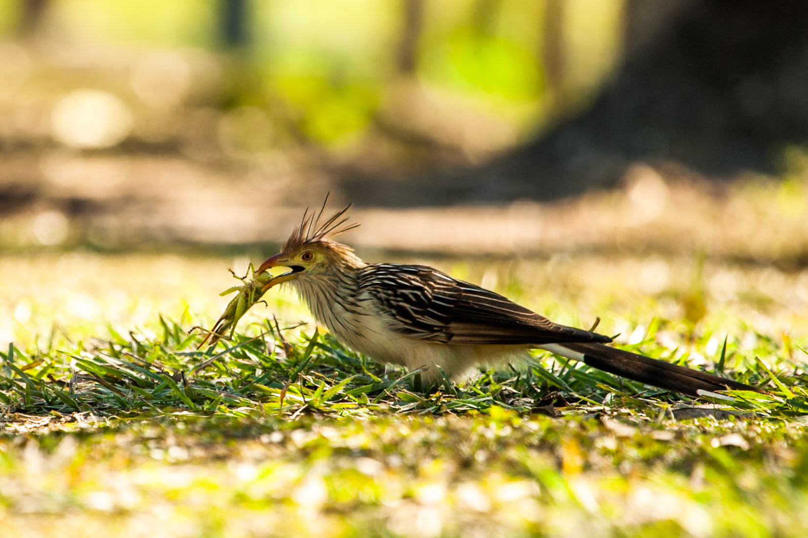 Guira cuckoo, Porto Jofre, Pantanal, Brazil