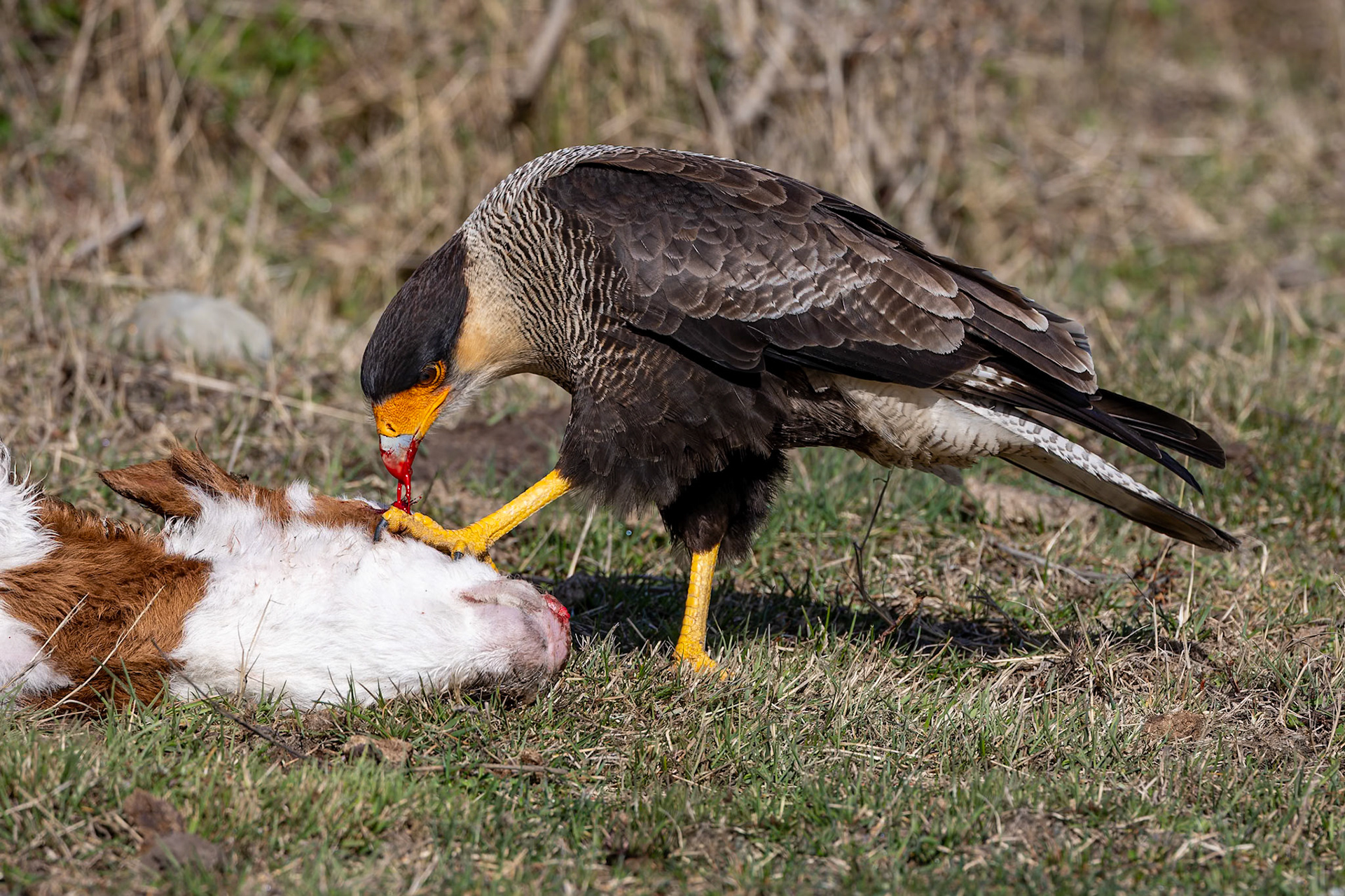Crested caracara, Punta Arenas, Patagonia, Chilé