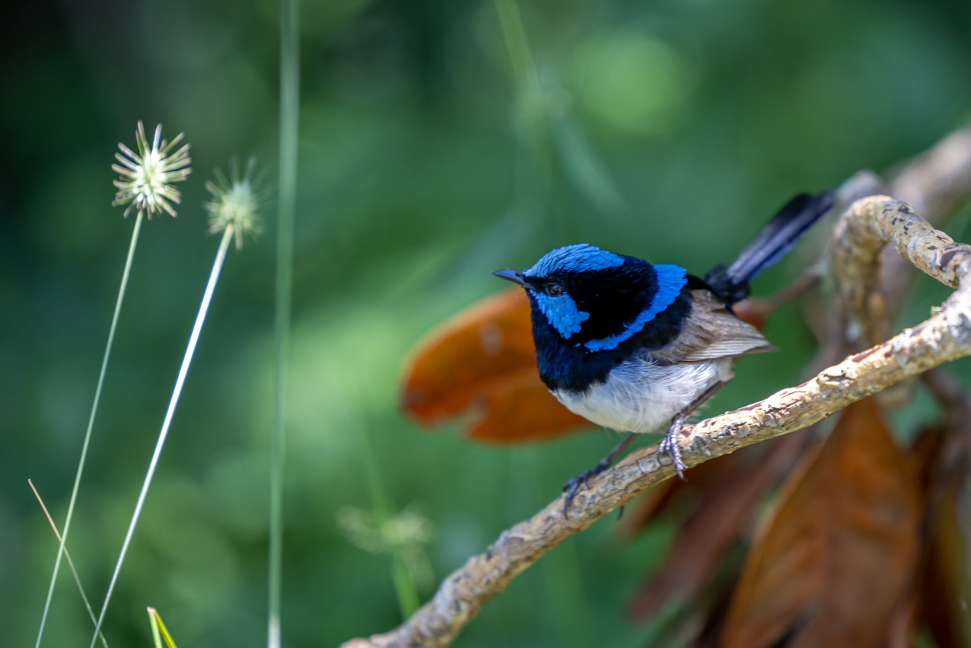 Superb fairywren, O'Reilly's Rainforest Retreat, Lamington National Park, Queensland, Australia