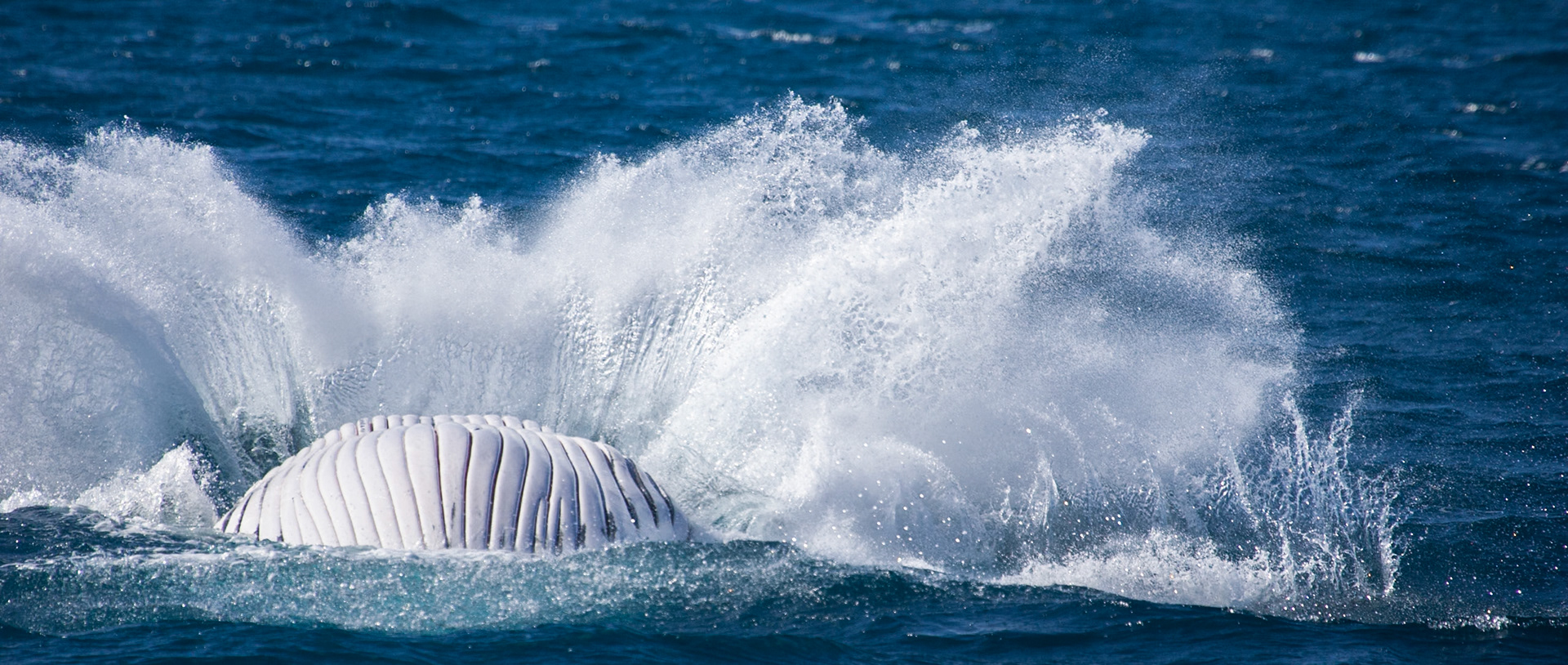Humpback whale splash down after breaching, Hervey Bay near Fraser Island, Queensland