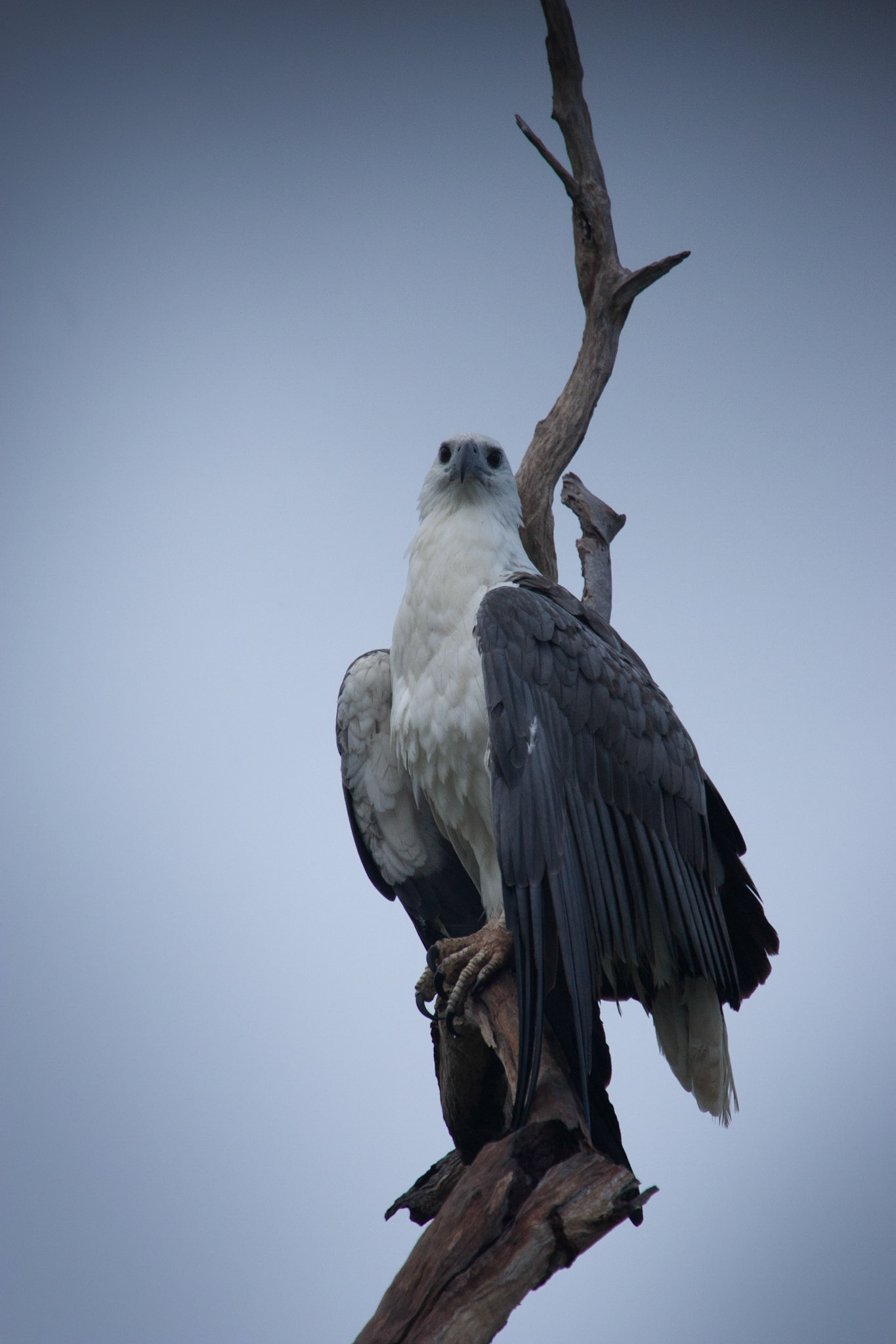 White-bellied sea-eagle Cooinda, Kakadu, Northern Territory