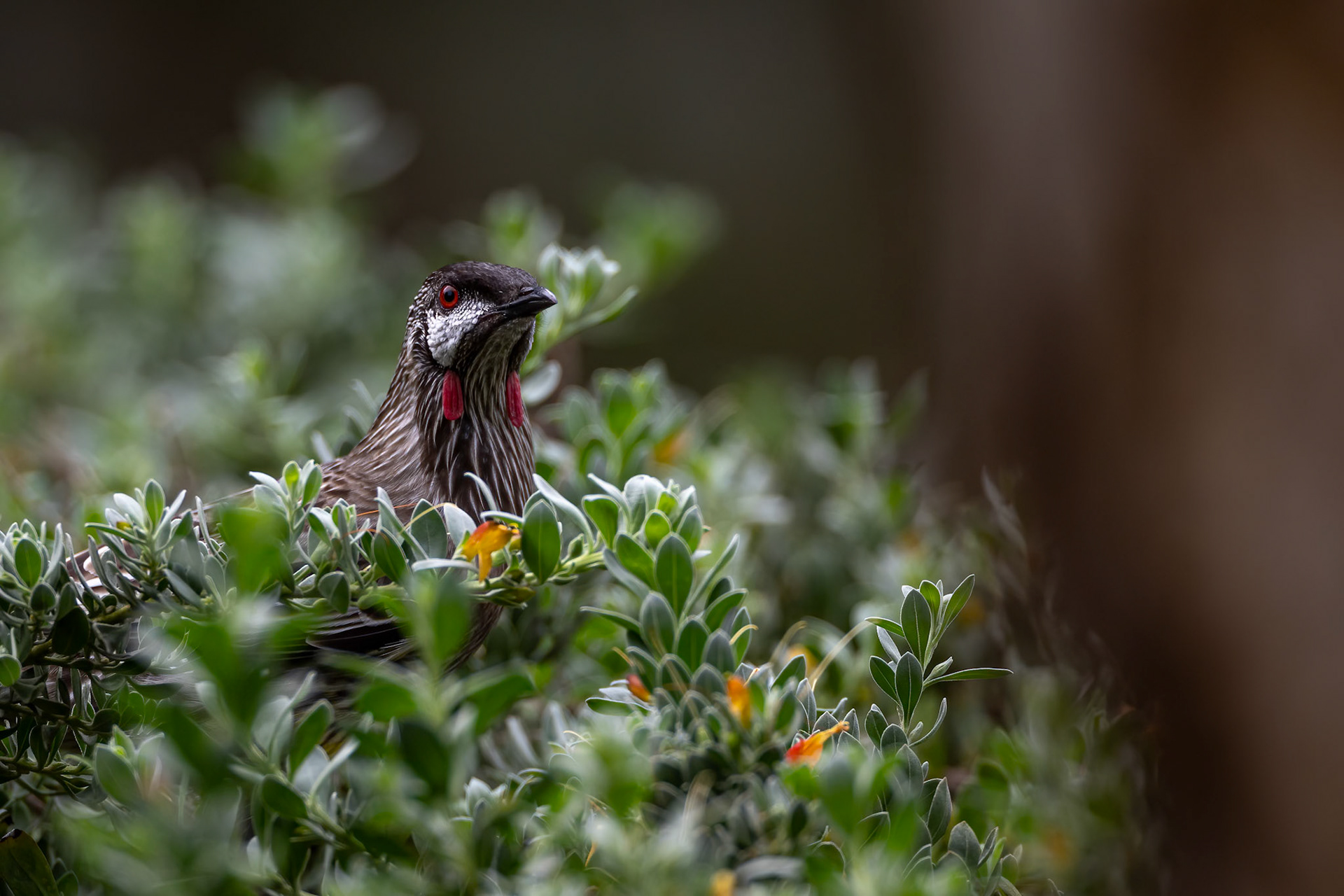 Red wattlebird, Perth, West Australia