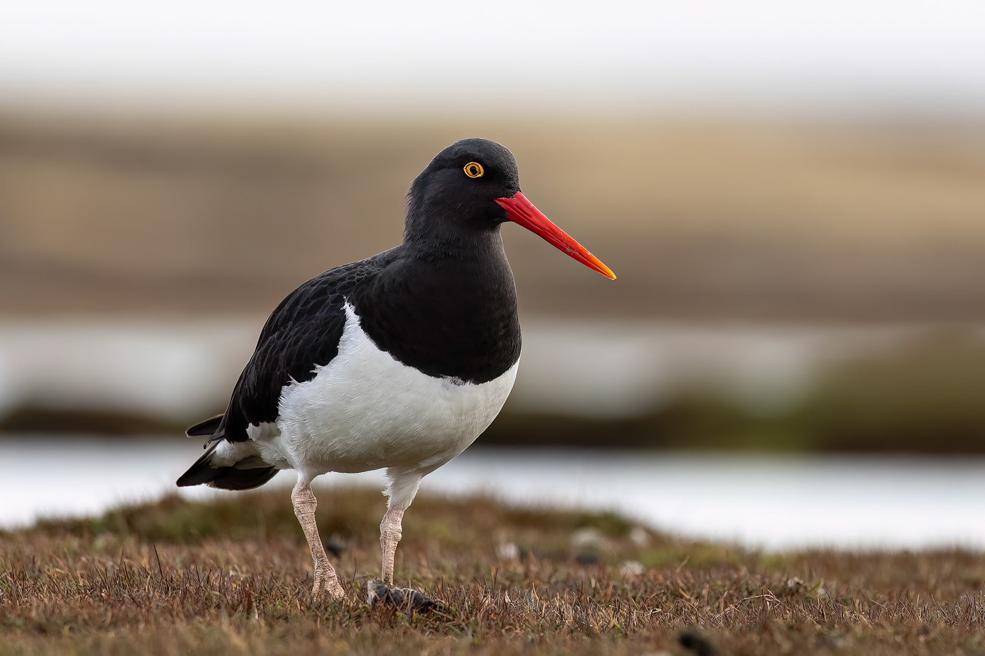 Magellanic oystercatcher, Pebble Island, Falkland Islands