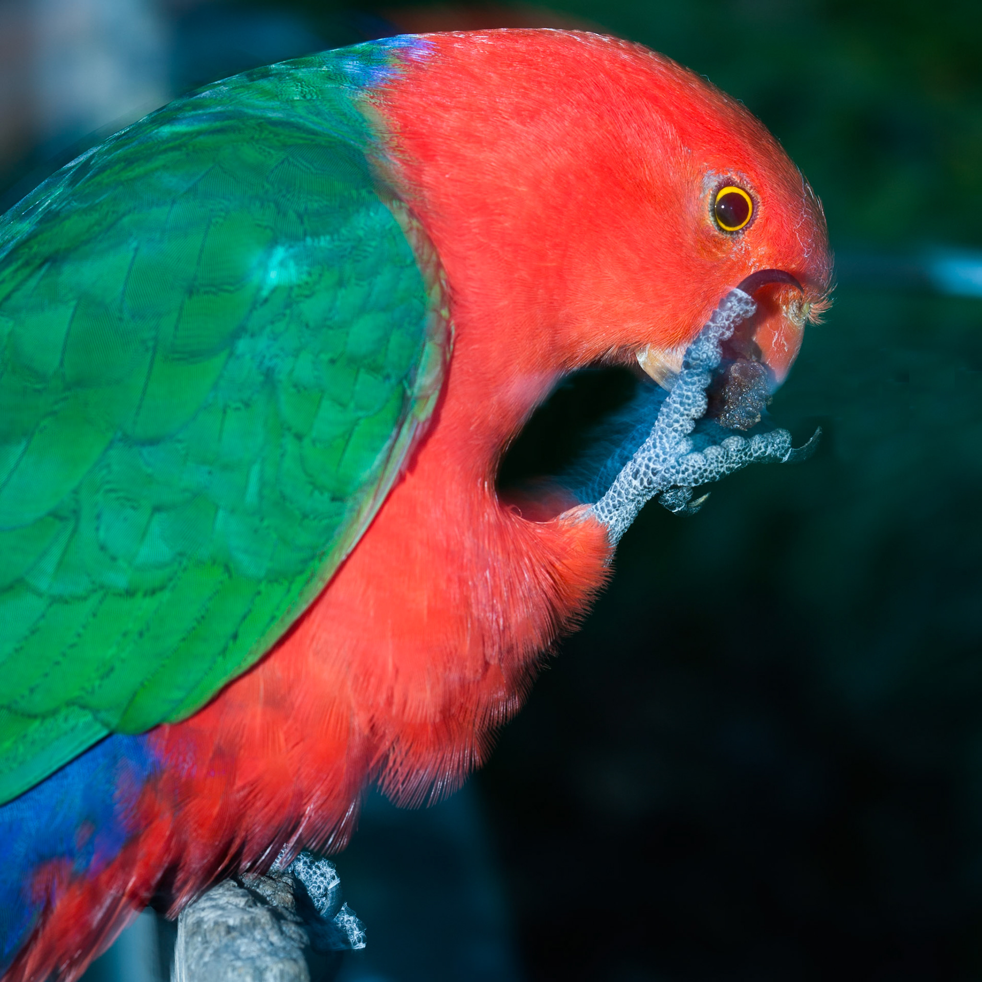 Lamington National Park, Queensland
