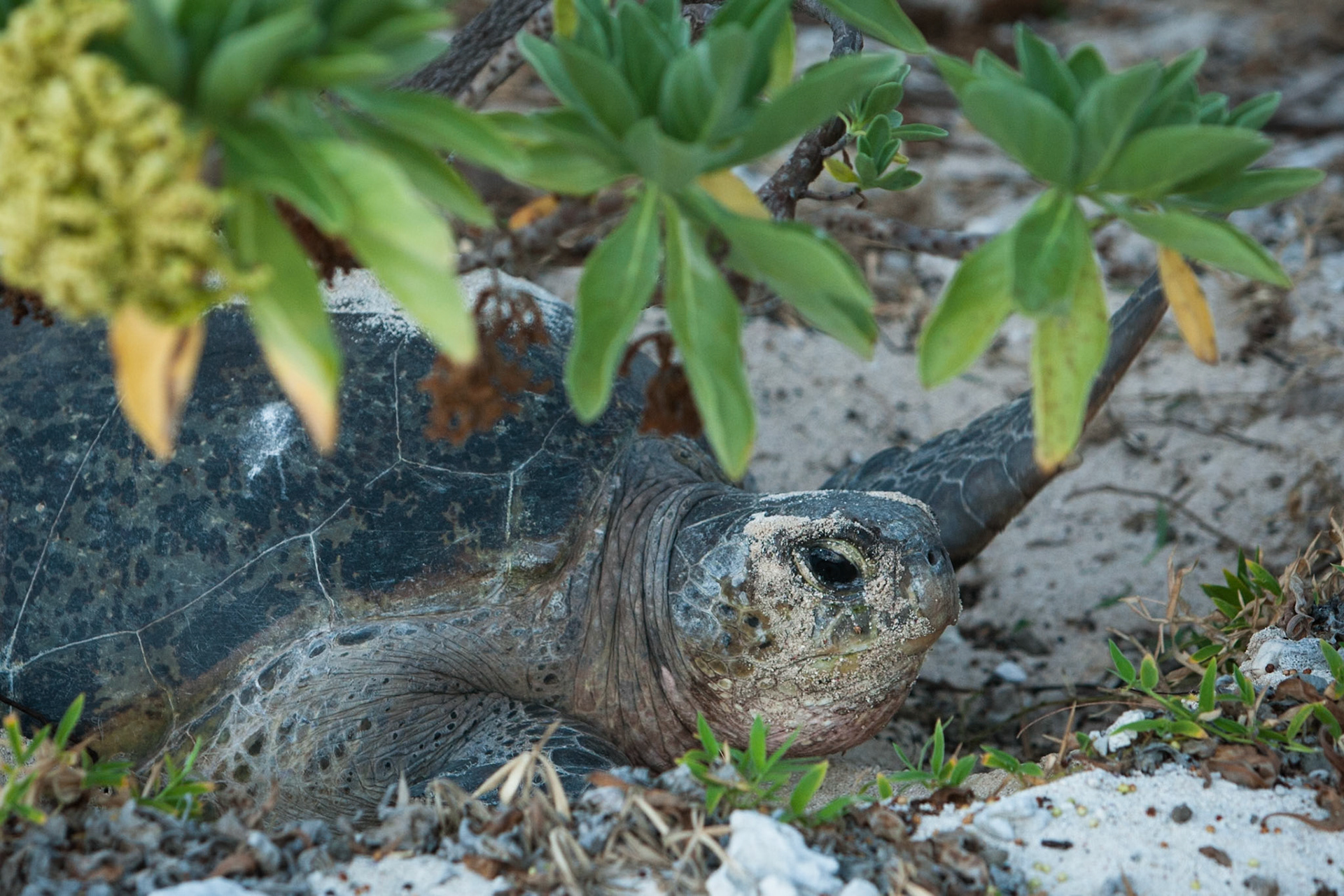 Turtle, Lady Elliot Island, Queensland, Australia