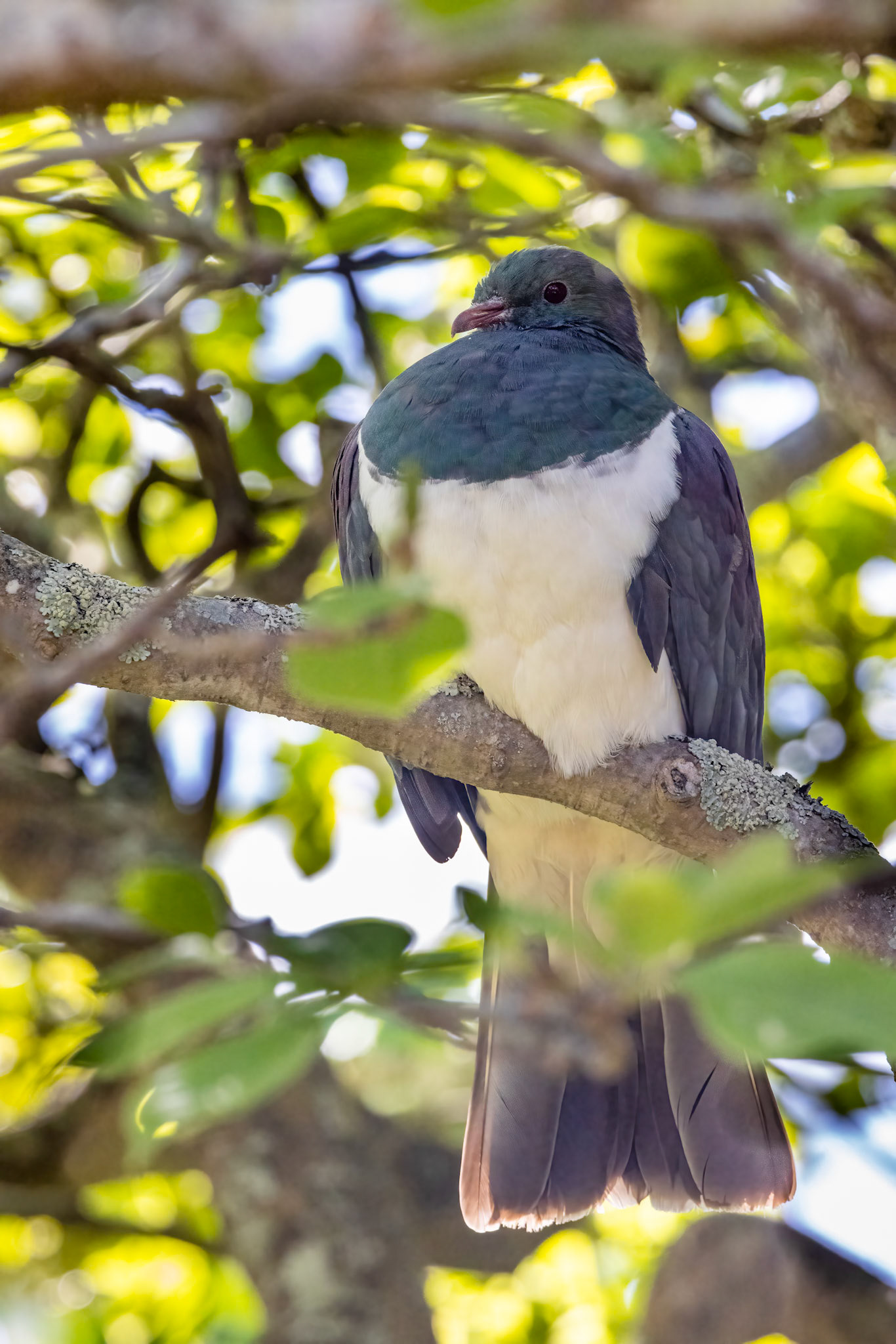 New Zealand pigeon, Oamaru, New Zealand