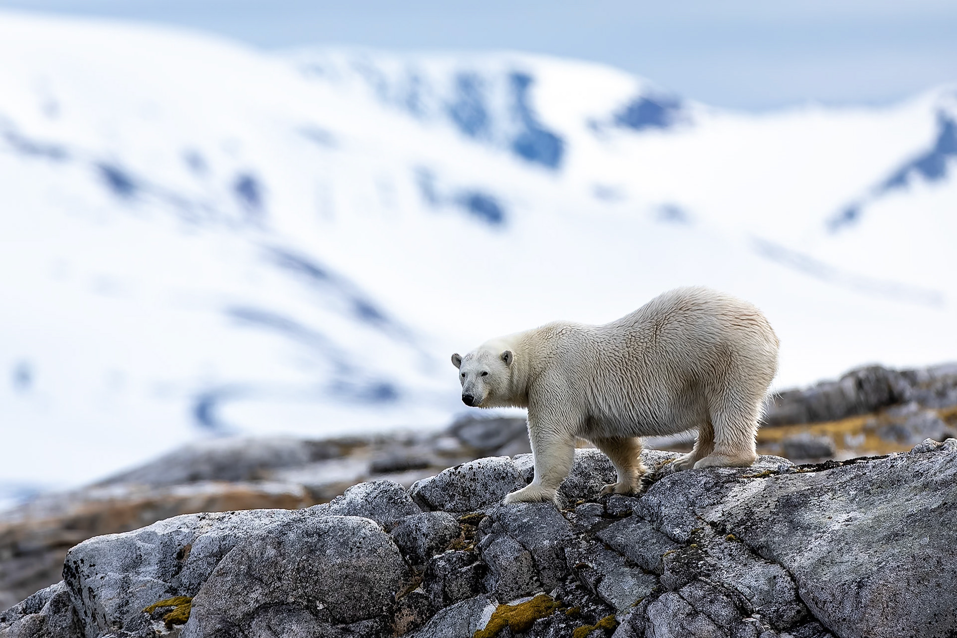 Polar bear, Hamiptonbukka, Svalbard, Norway