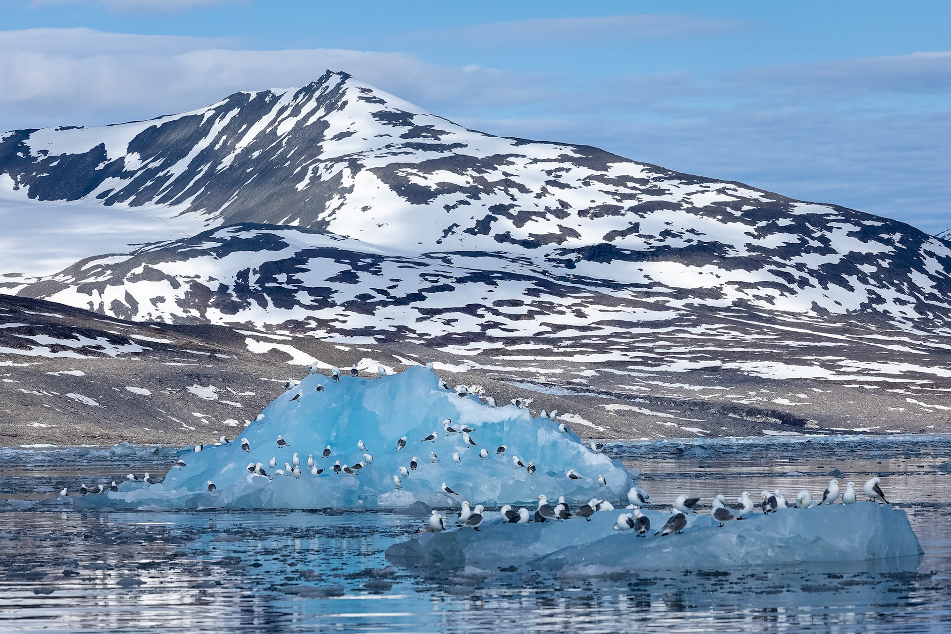 Kittiwake, Monacobreen, Svalbard, Norway