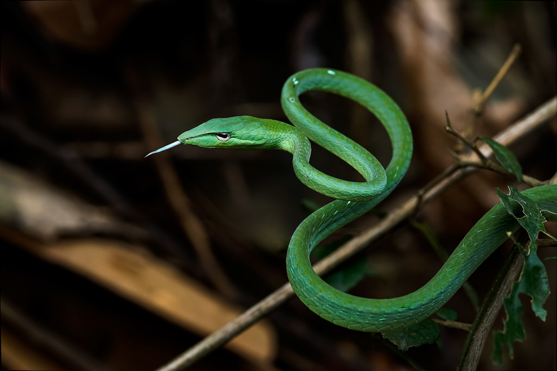 Oriental whipsnake (Asian vinesnake) eating a orange-winged flying lizard, Khaeng Krackan National Park, Thailand