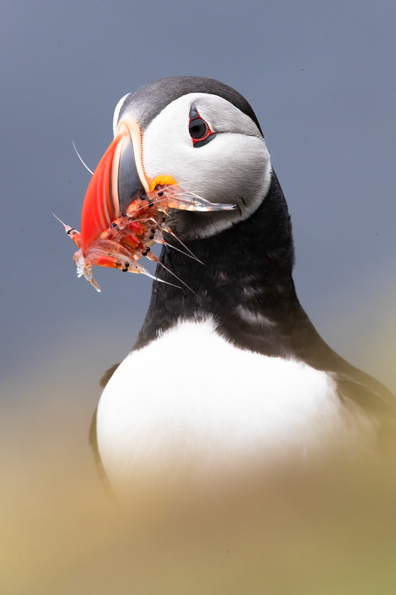 Atlantic puffin, Grímsey Island, Iceland