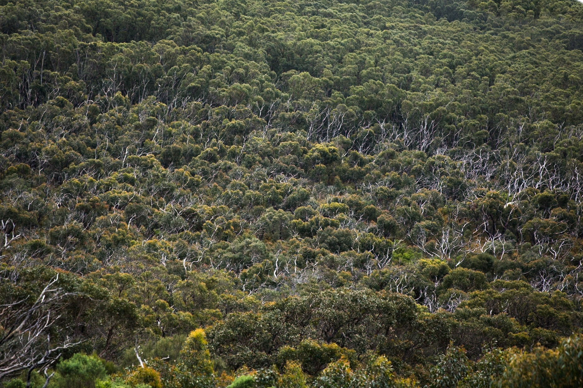 Tuesday am - Darby Saddle via Sparkes Lookout and Lookout Rocks to Tongue Point; and then on to Darby River for lunch.Tuesday pm - Lilly Pilly Gully carpark up to Tidal Overlook and on to Pillar Point then via Squeaky Beach and Picnic Beach to Picnic Beach carpark.