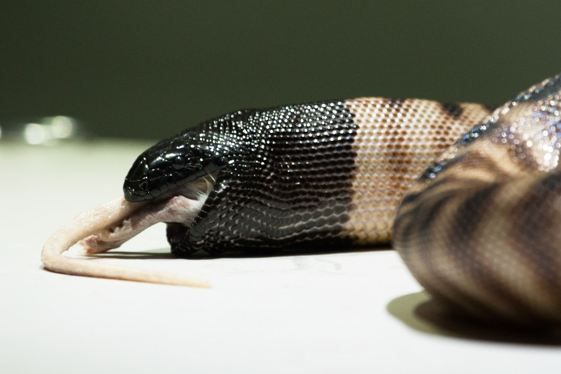 Black-headed python, Crocasaurus, Darwin, Northern Territory