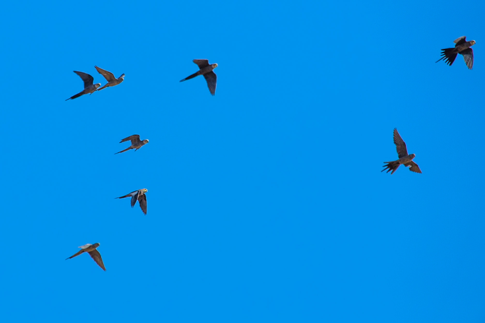 Cockatiels, Broome, West Australia