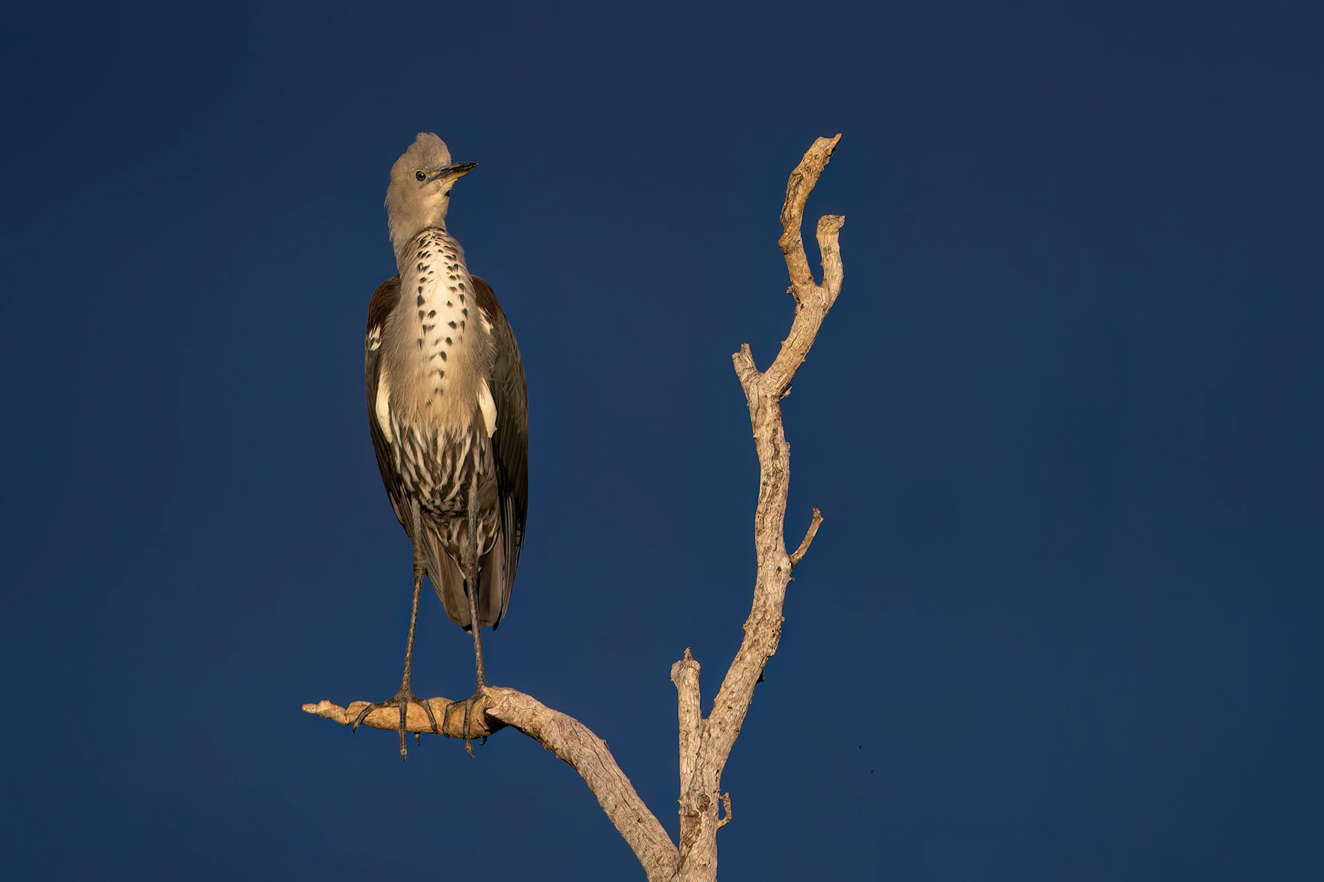 White-necked heron, Boulia to Birdsville, Queensland, Australia