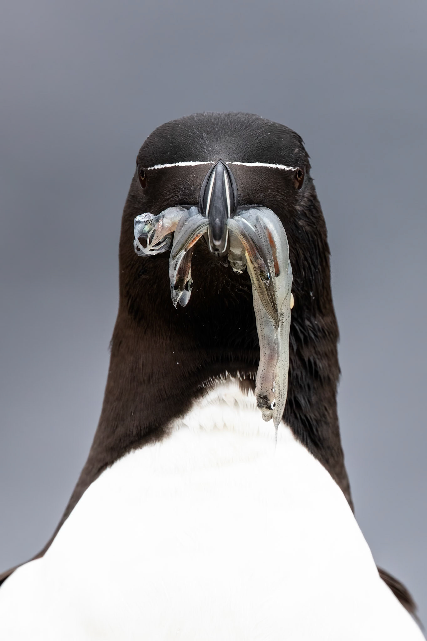 Razorbill, Grímsey Island, Iceland