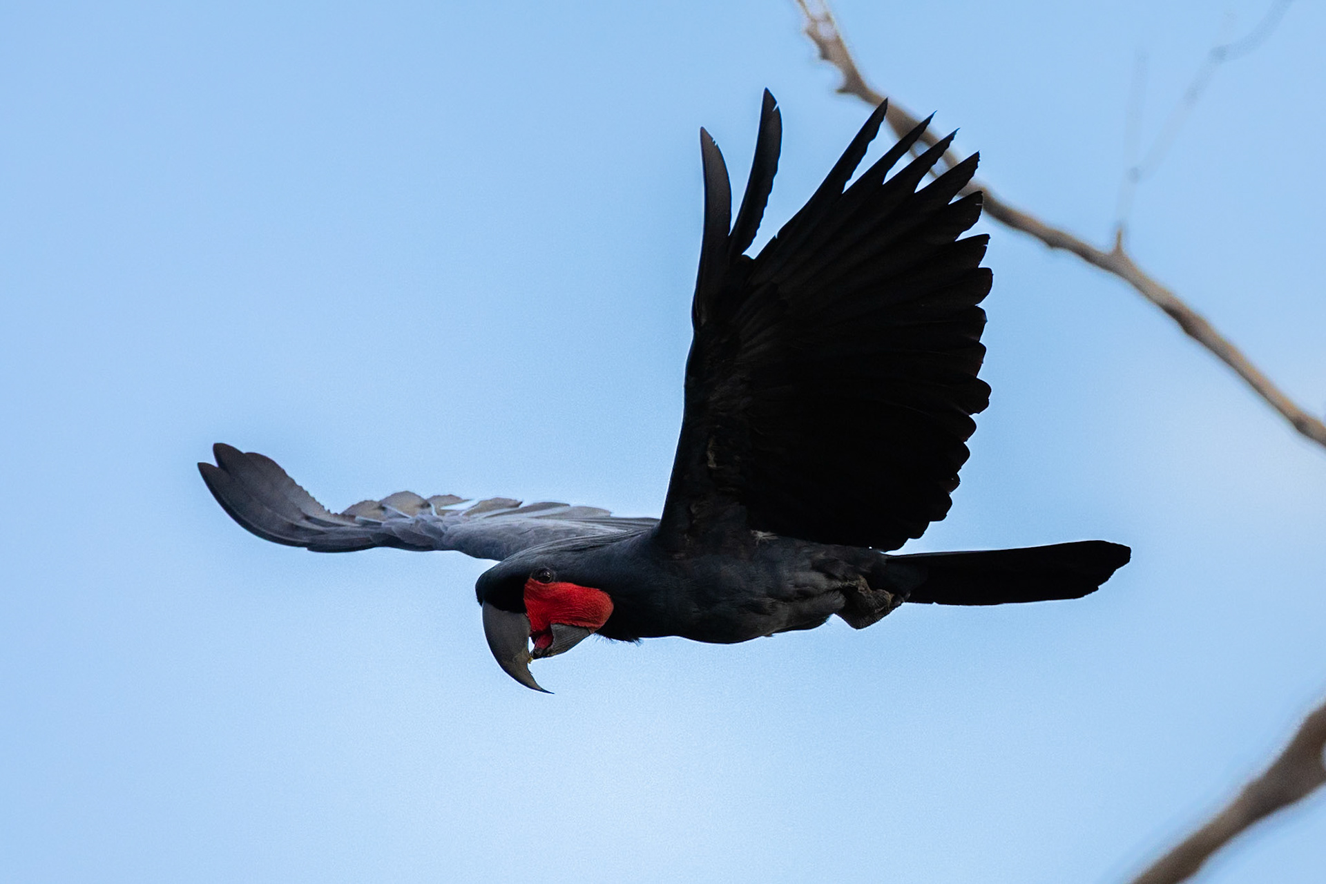Palm cockatoo, Kutini-Payamu (Iron Range) National Park, Cape York Penninsula, Queensland