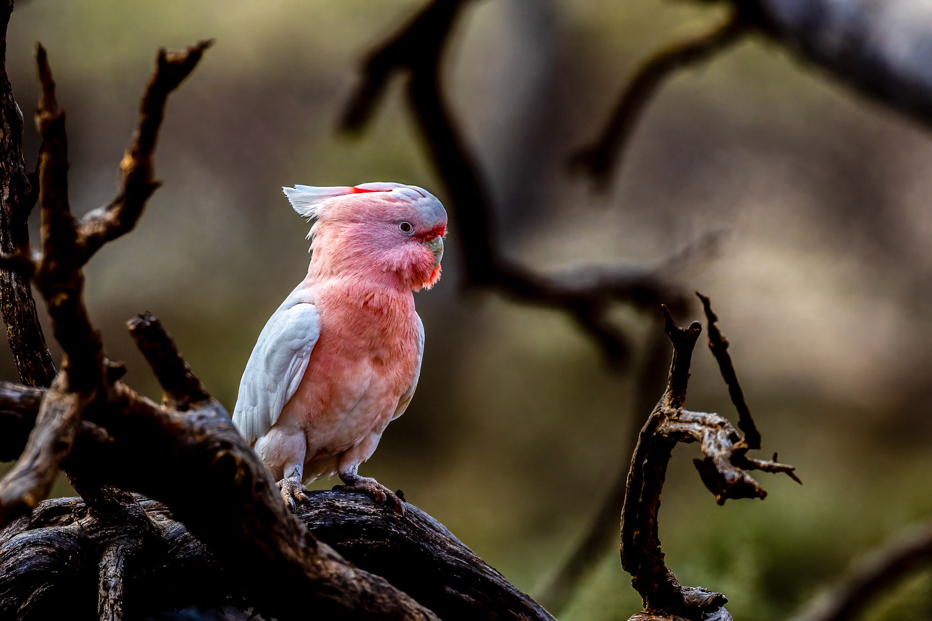 Pink cockatoo, Mt Ives, Port Augusta, South Australia