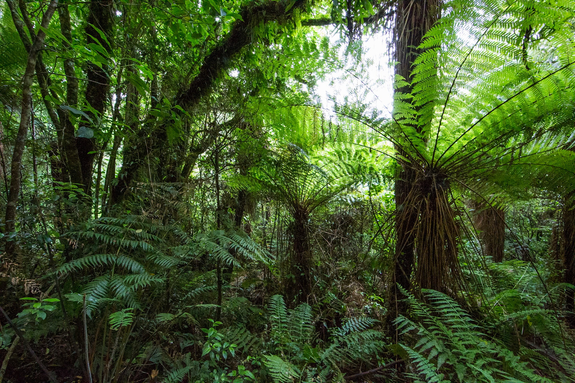 Rotopounamu lake, Tongariro, New Zealand