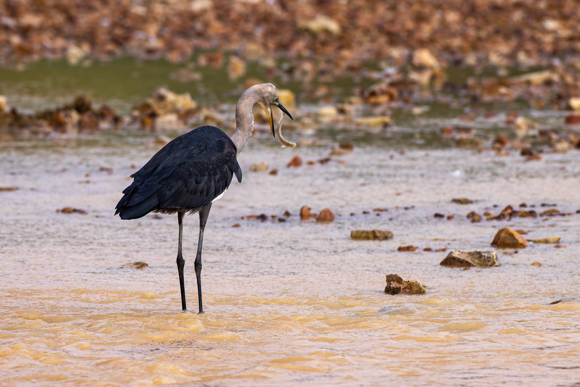 White-necked heron and bull-headed catfish, Birdsville, Queensland, Australia