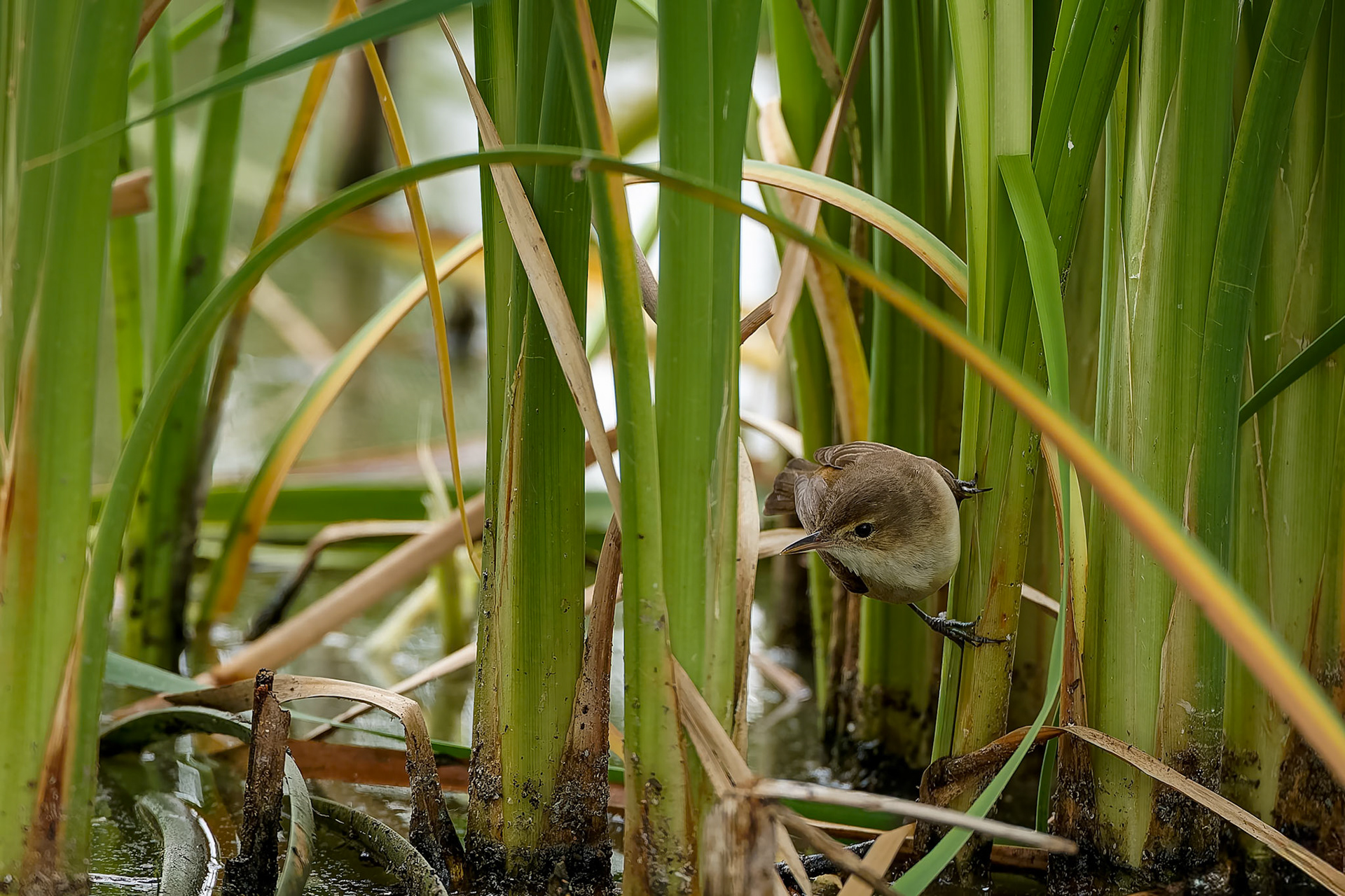 Australian reed warbler, Blue Gum Swamp, Forbes, NSW, Australia