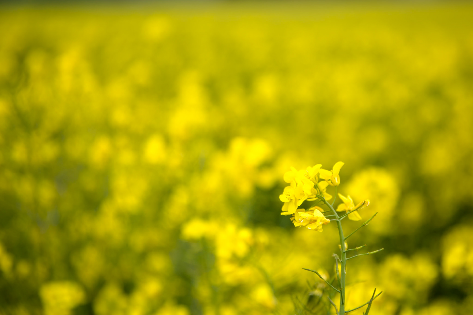 En route from Cambo House to Old Sarum, Dorset