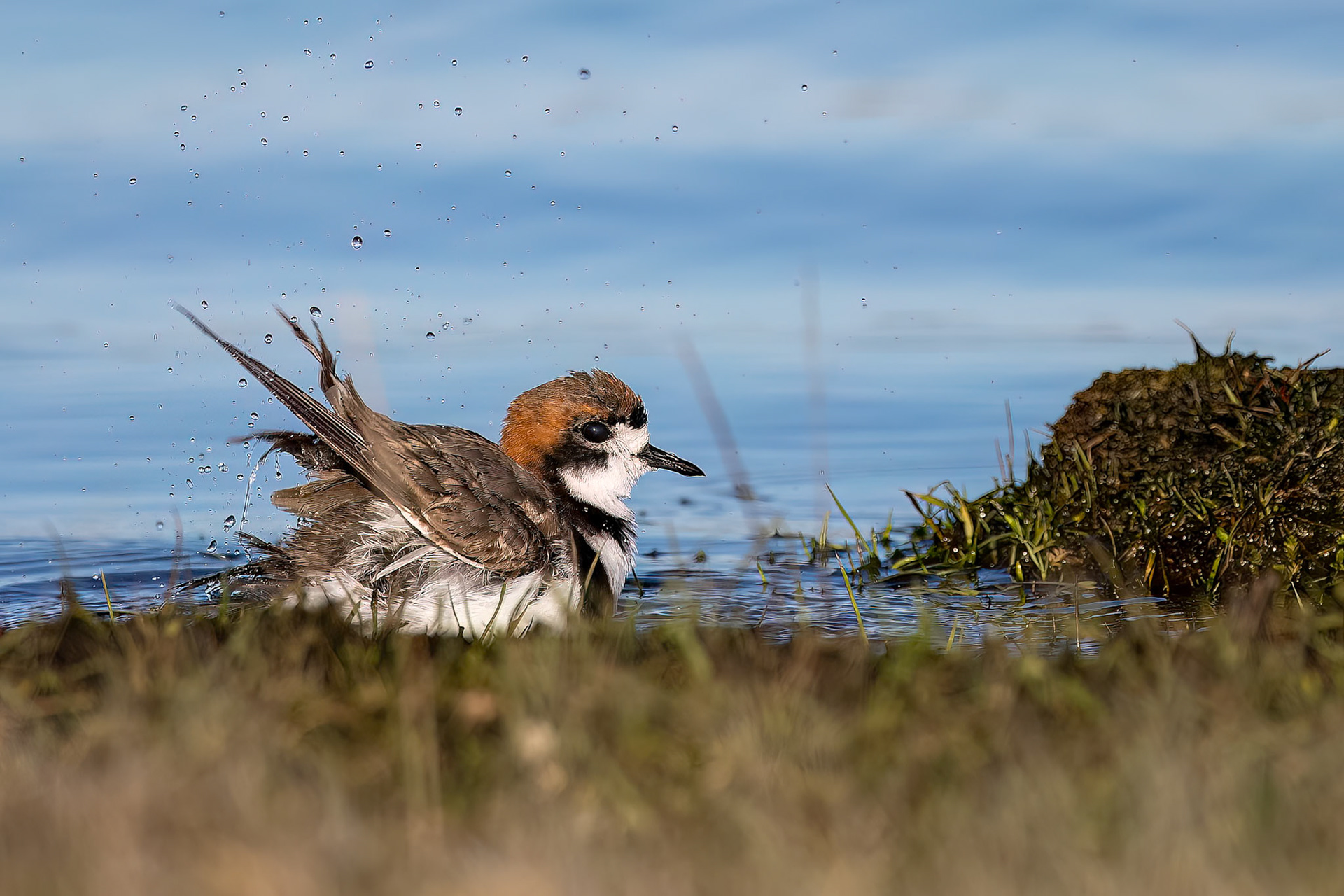 Two-banded plover, The Settlement, Saunders Island, Falkland Islands