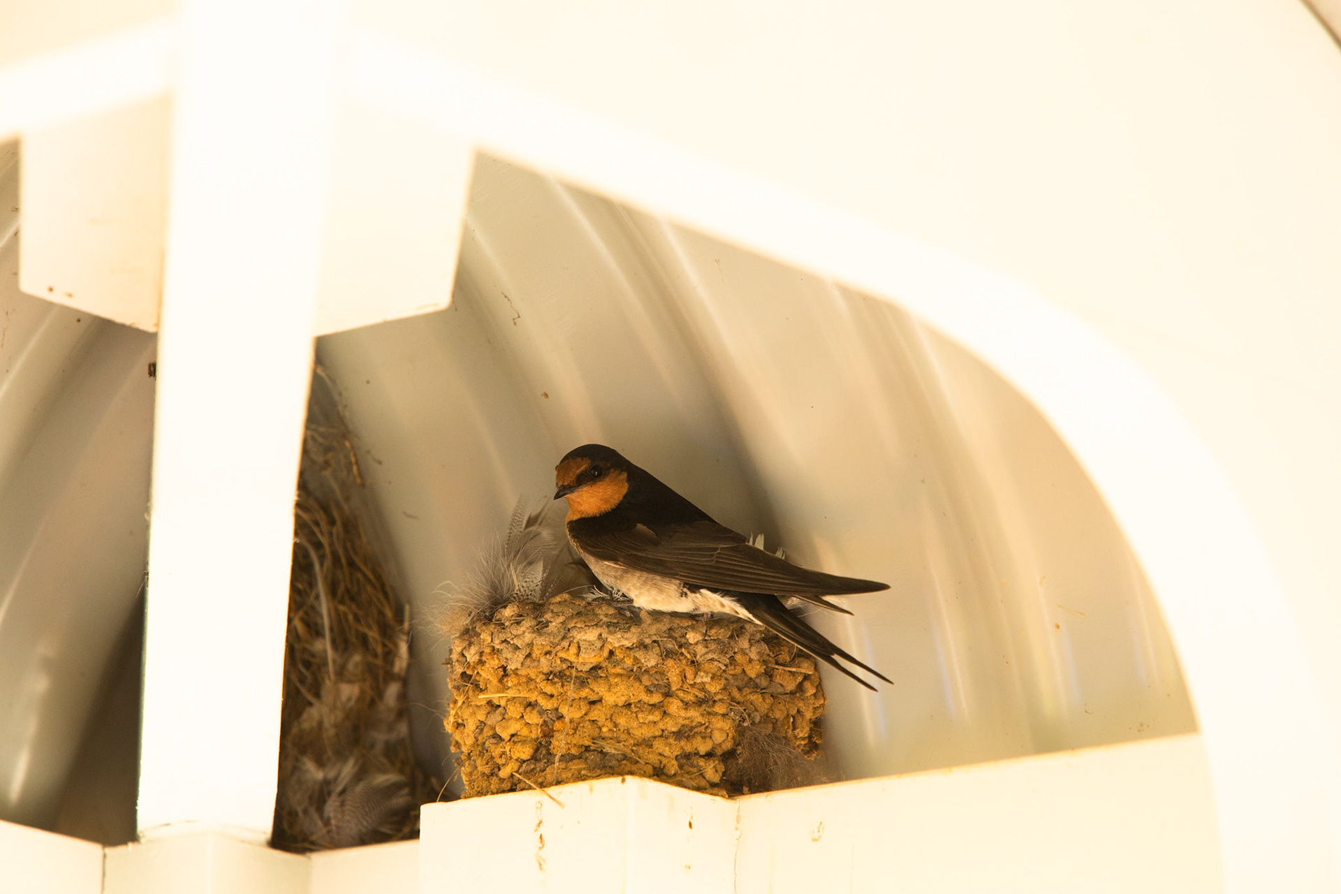 Welcome swallow, Eagle Wings Rise, Hall's Gap, The Grampians, Victoria