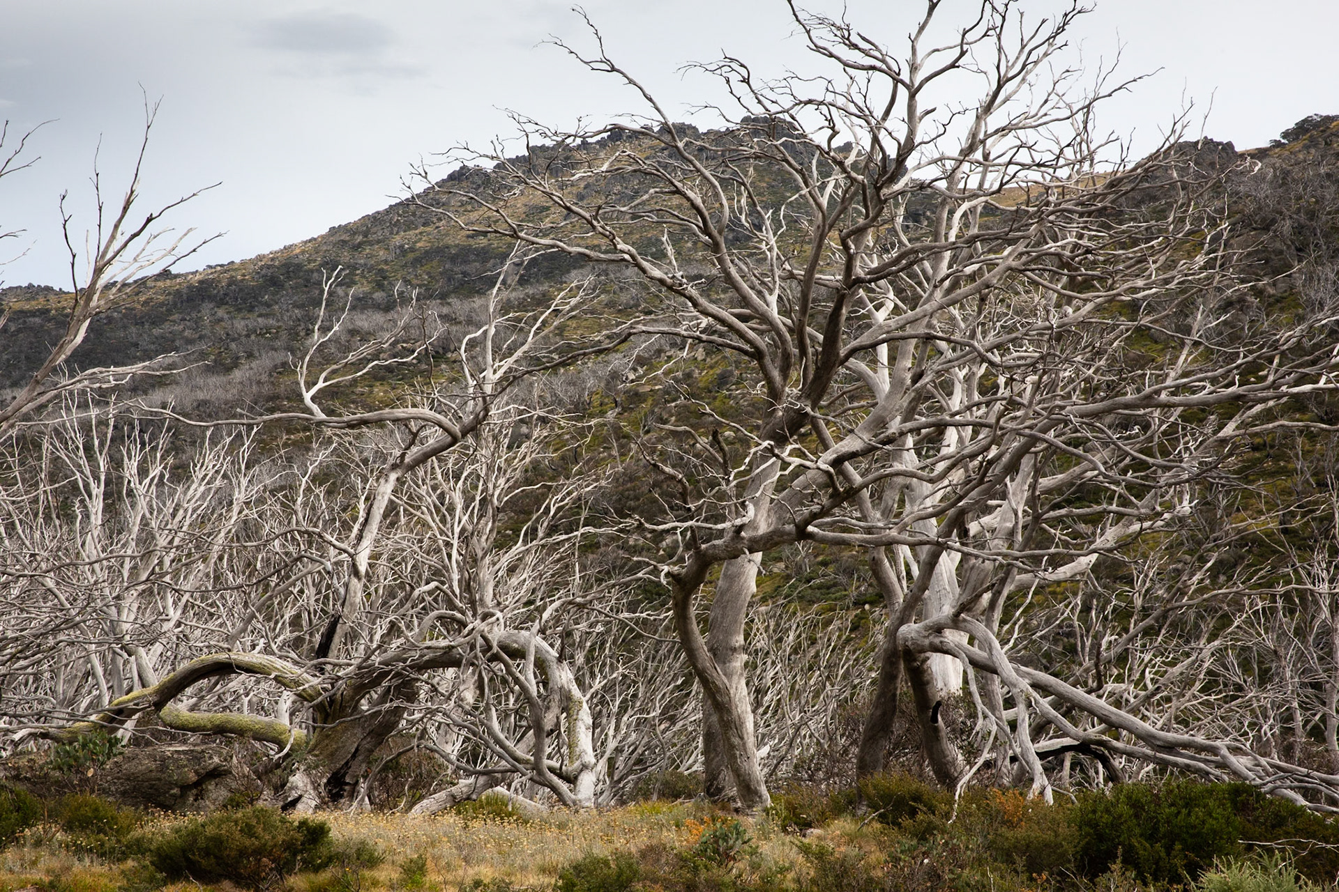 Thredbo to the cablecar and return, Mount Kosciuszko National Park, Snowy Mountains, New South Wales