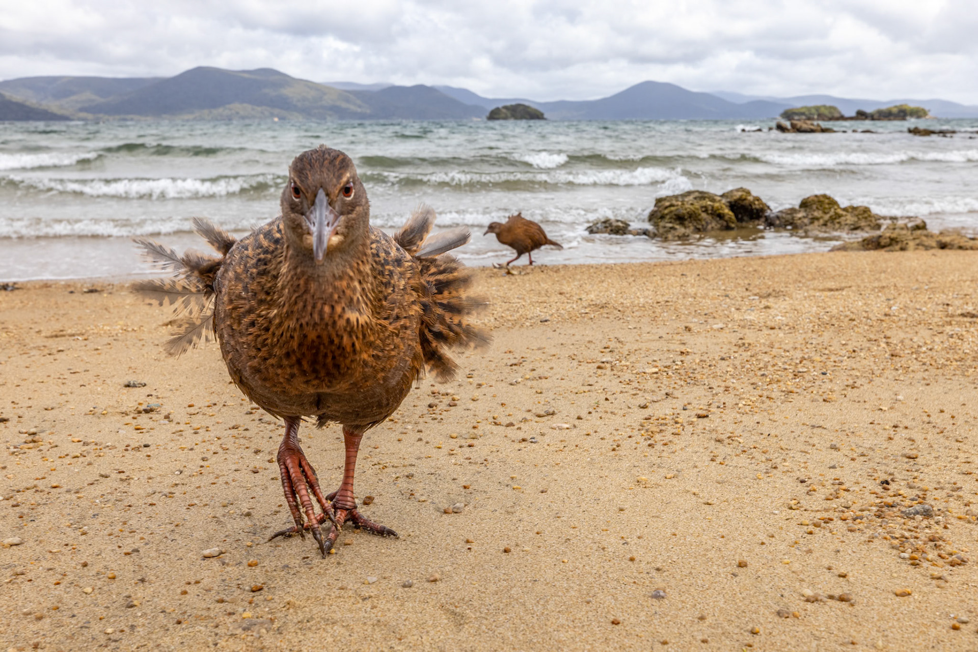 Weka, Ulva Island, New Zealand