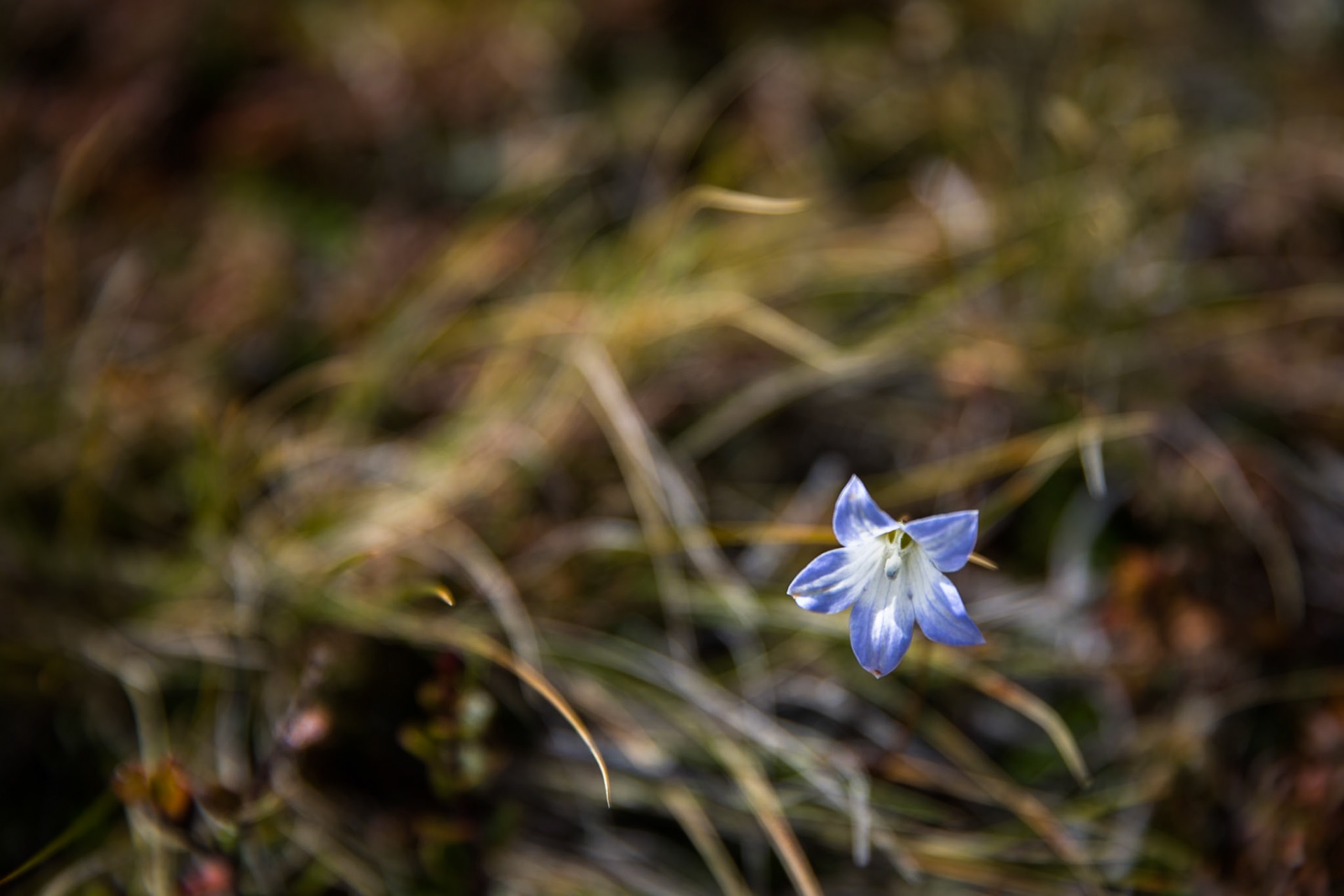 Waihohonu to Whakapapa village, Tongariro, New Zealand