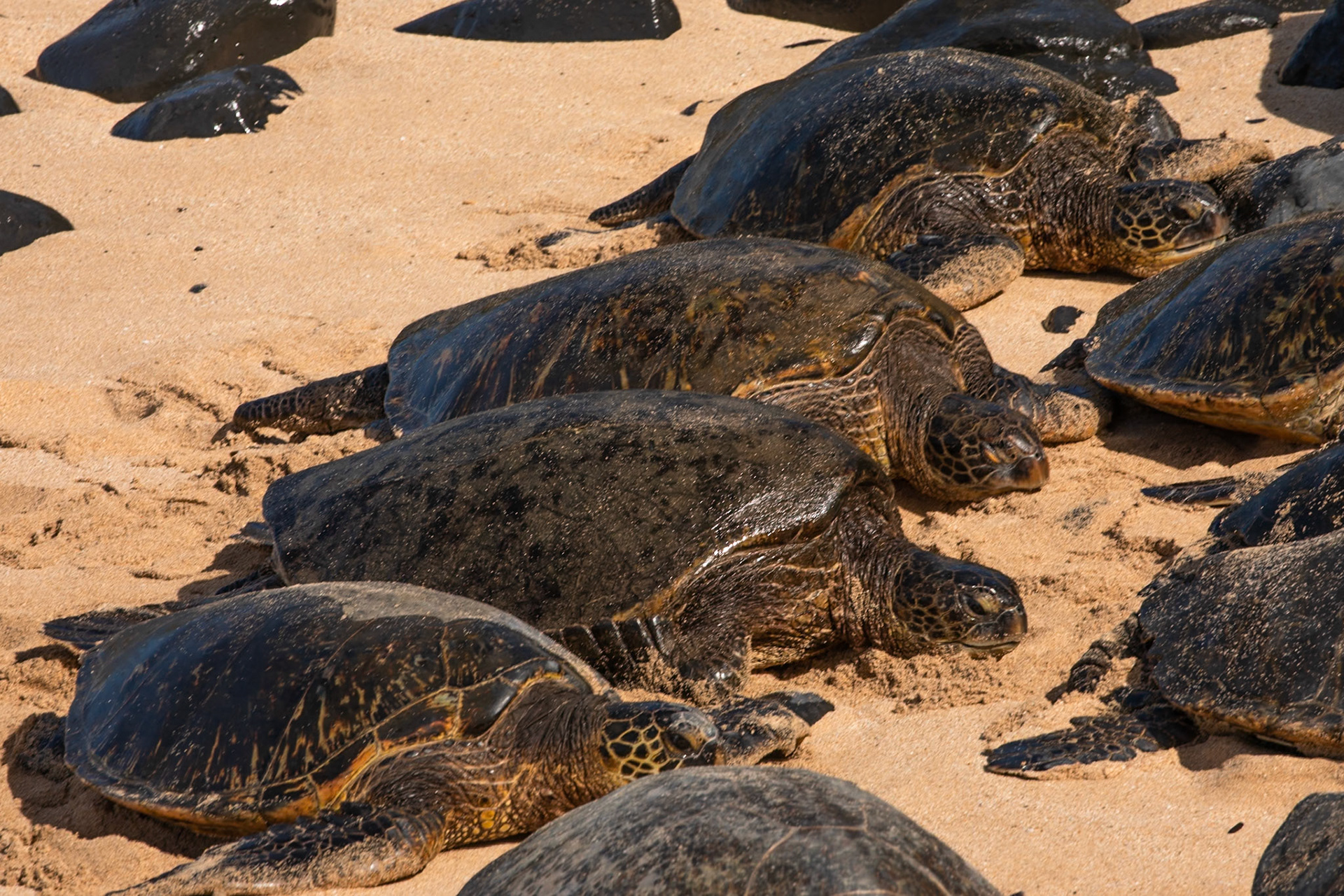 Hawaiian Green Sea Turtles, Ho’okipa , Maui, Hawaii, United States of America