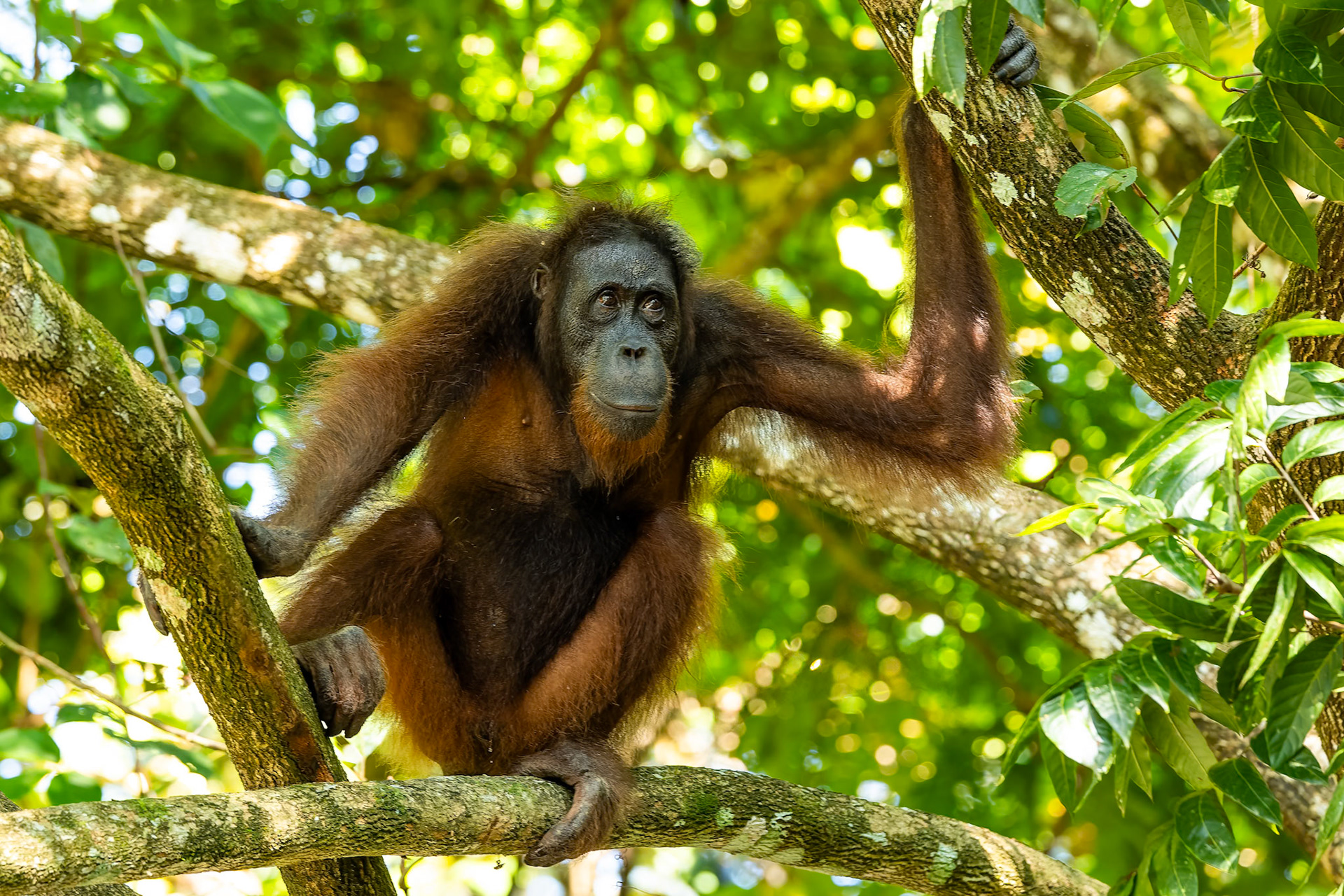 Orangutan, Sepilok, Borneo