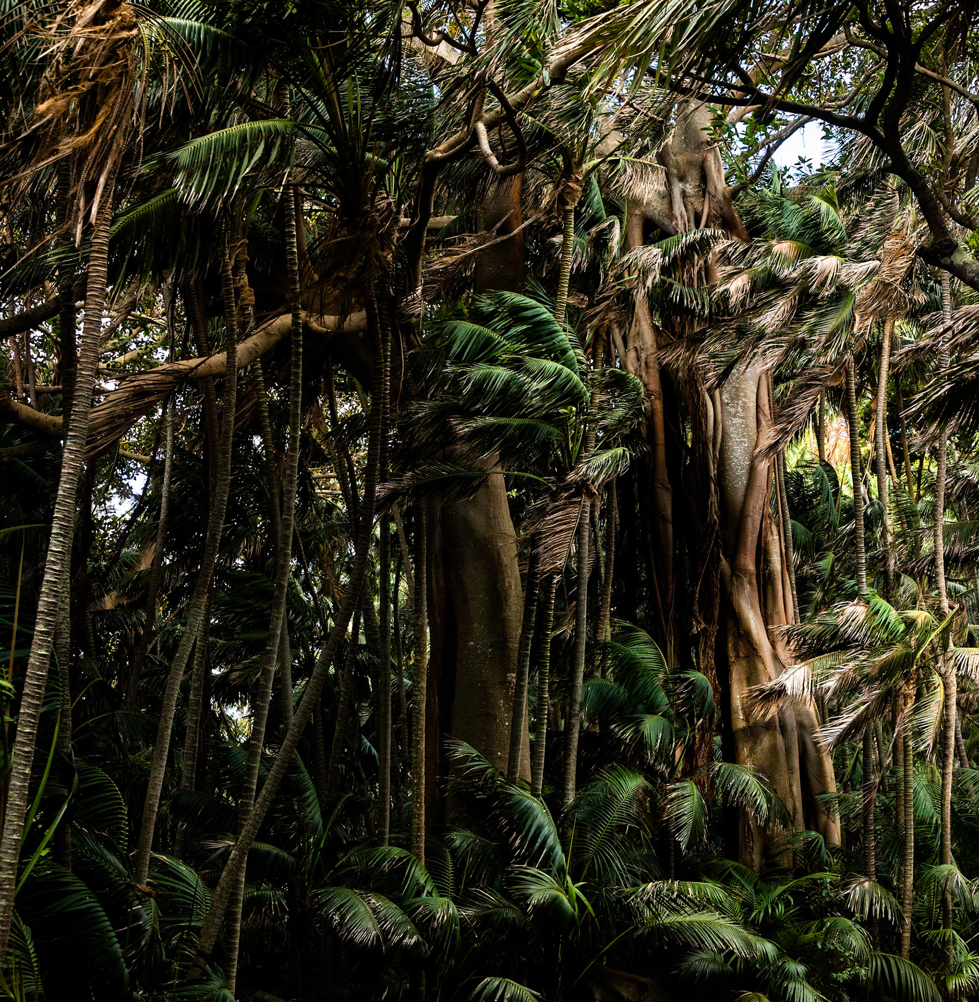 Lord Howe Island Banyan, Lord Howe Island, New South Wales, Australia