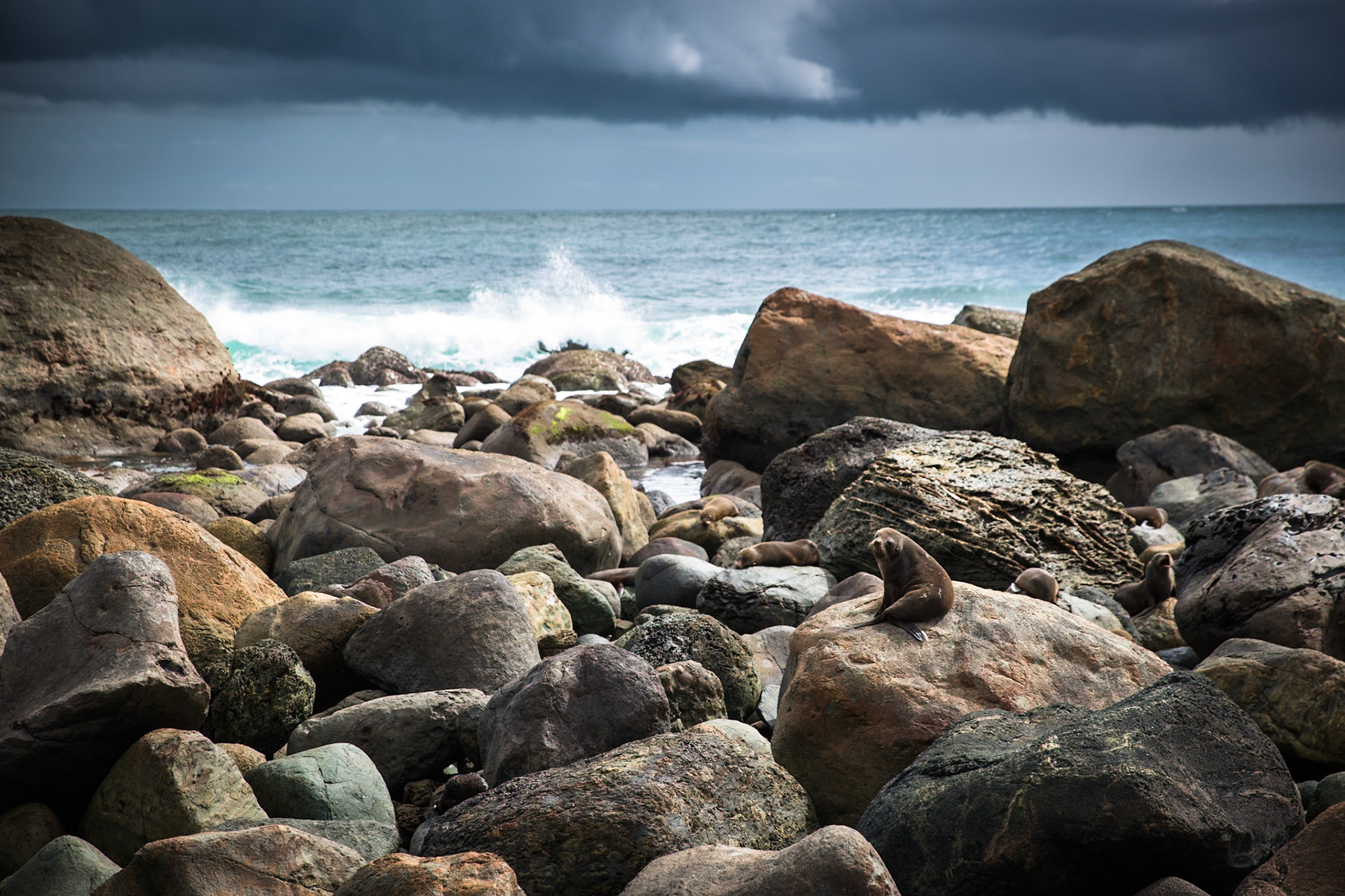 Longreef, Hollyford Track, Pyke Lodge to Martin's Bay, New Zealand