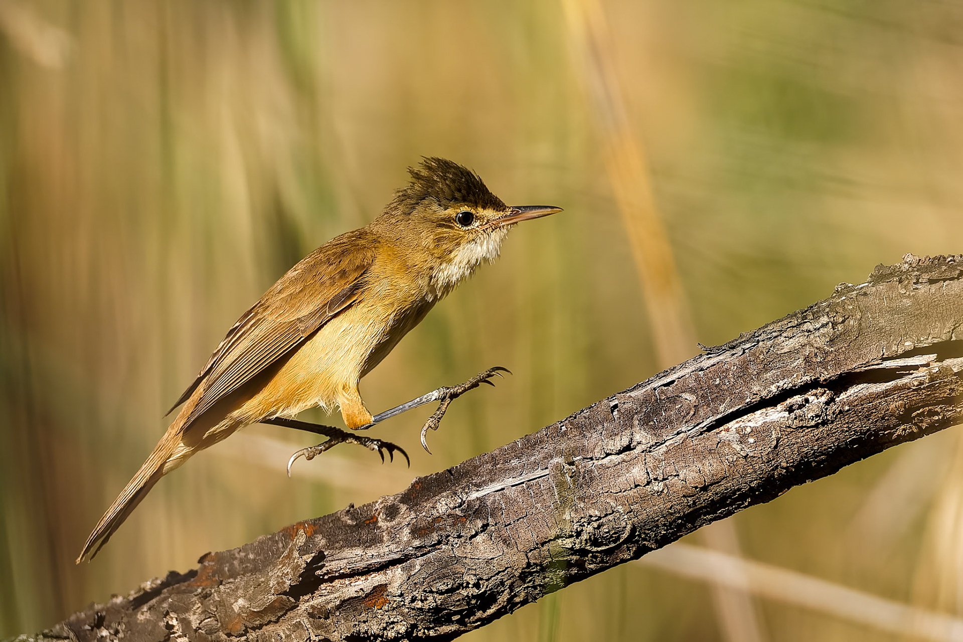 Australian reed warbler, Capertee Valley, NSW, Australia