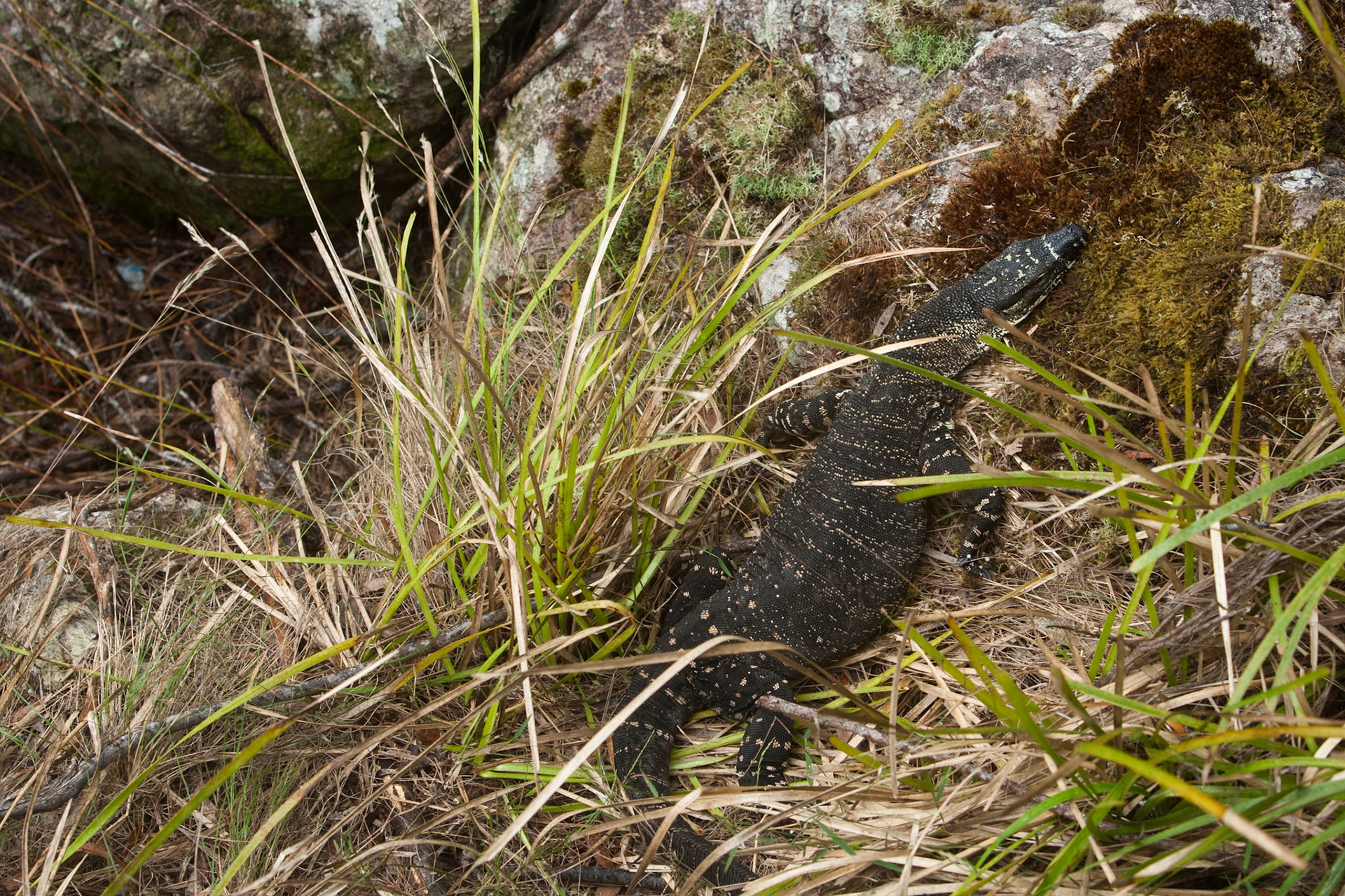 Water monitor, Minyon falls, Lismore