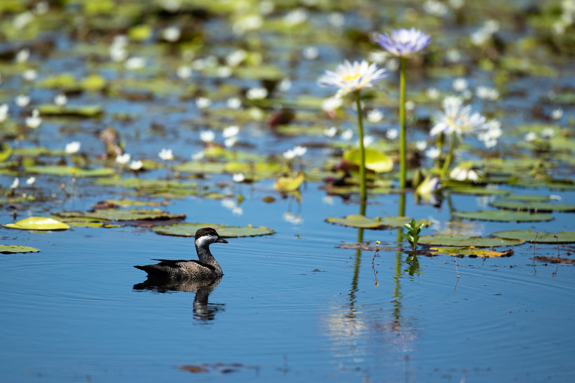 Green pygmy-goose, Mamukala wetlands, Kakadu, Northern Territory, Australia