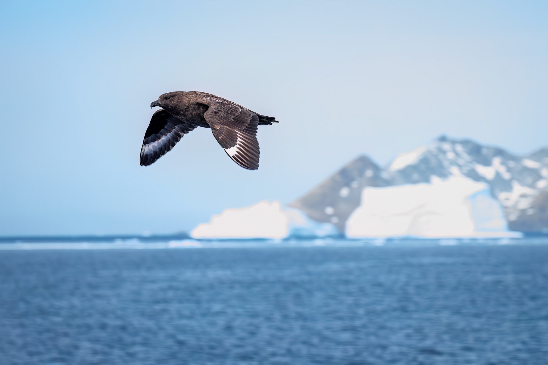 Brown skua, Cooper's Bay, South Georgia