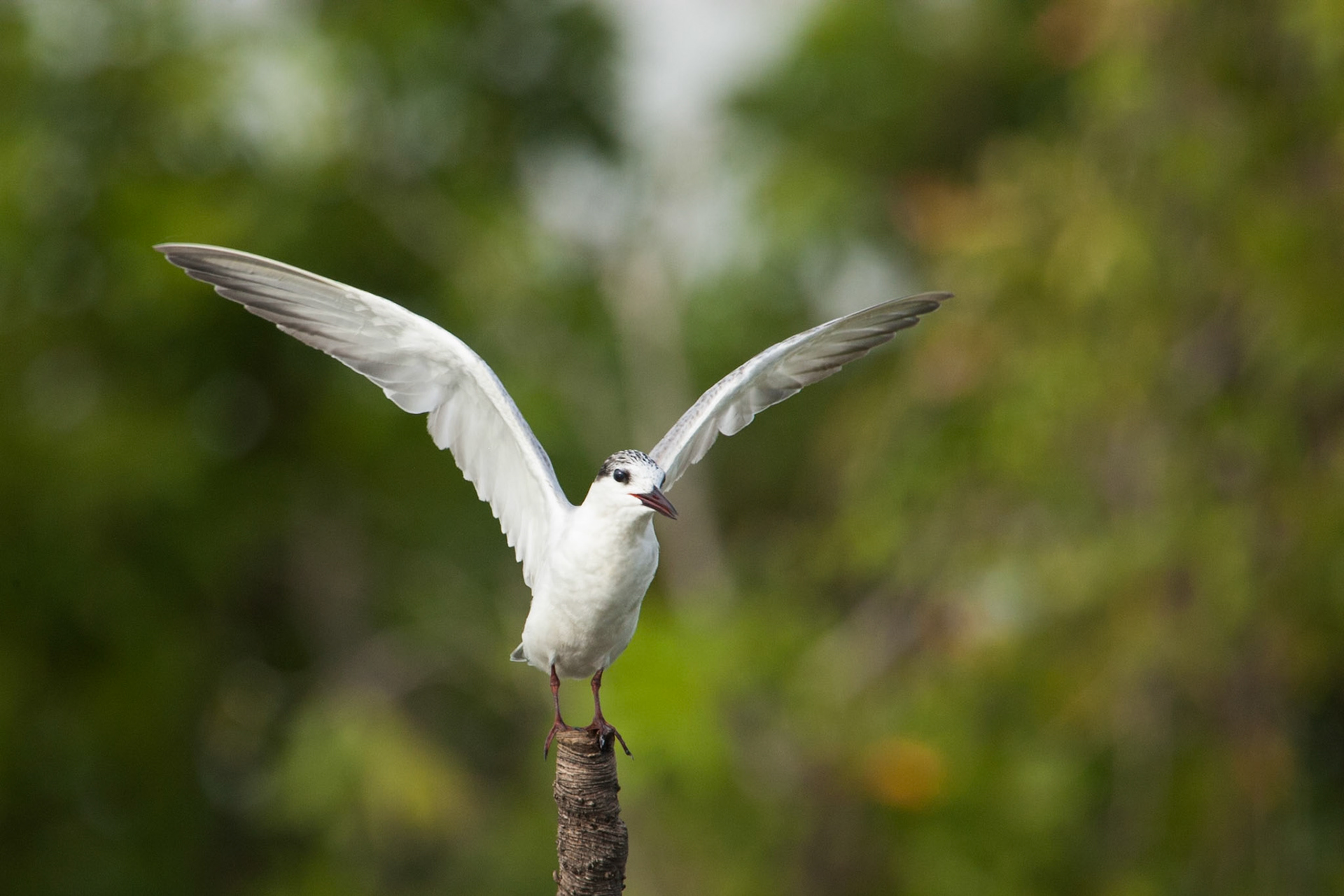 Whiskered tern, Cooinda, Kakadu, Northern Territory
