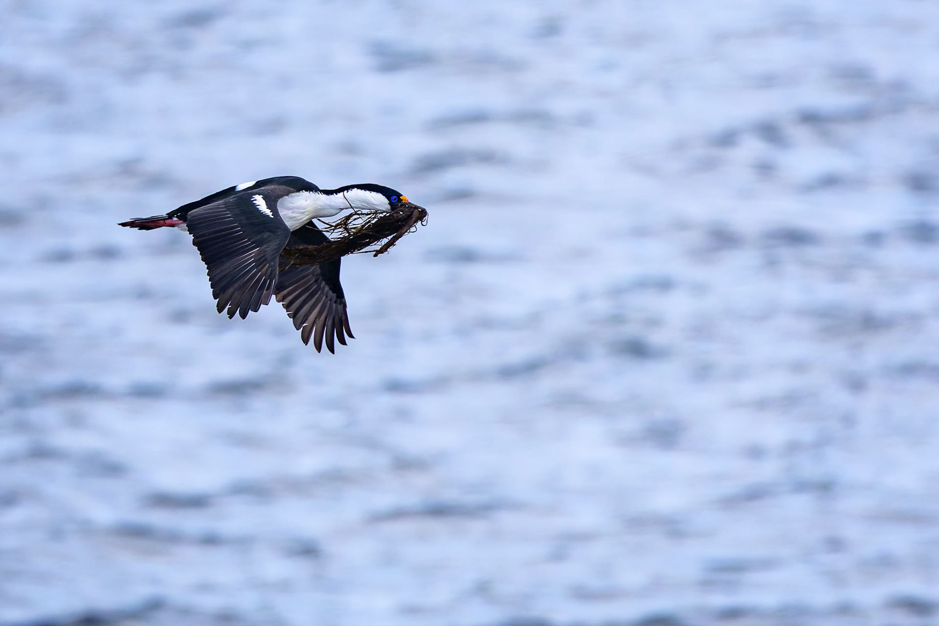 Imperial cormorant, Half-moon Island, Shetland Islands, Antarctica