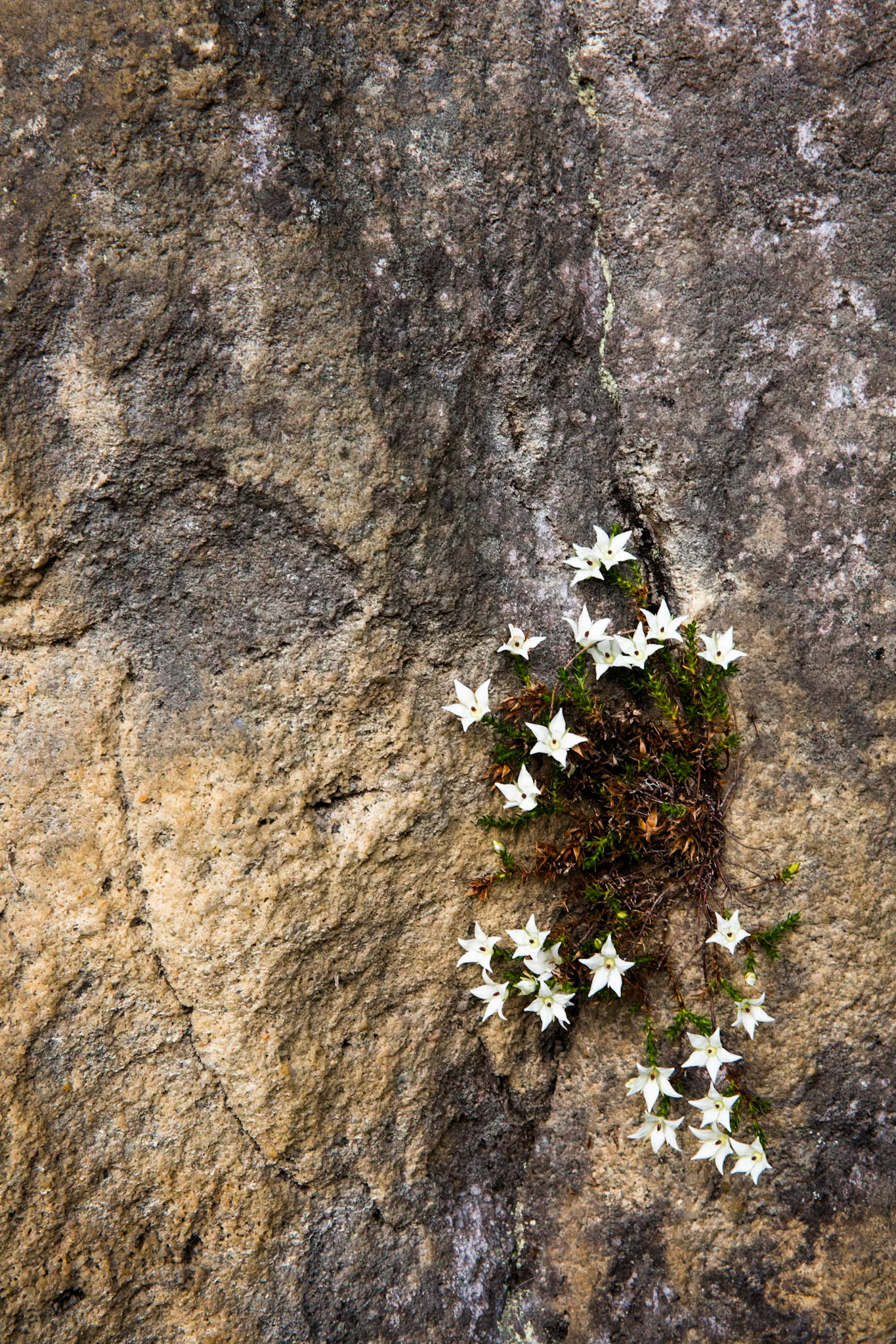 Started at the Scenic Railway and descended via Furber Steps to Federal Pass. Traversed Federal Pass past the lower station of Scenic Railway; through the landslide area; past the bottom of Golden Stairs as far as Ruined Castle.  Lunch on top Ruined Castle then completed a circuit around Ruined Castle back to Federal Pass.  Retraced our steps to Golden Stairs which we took up to Narrow Neck. Notes by Peter Watt.