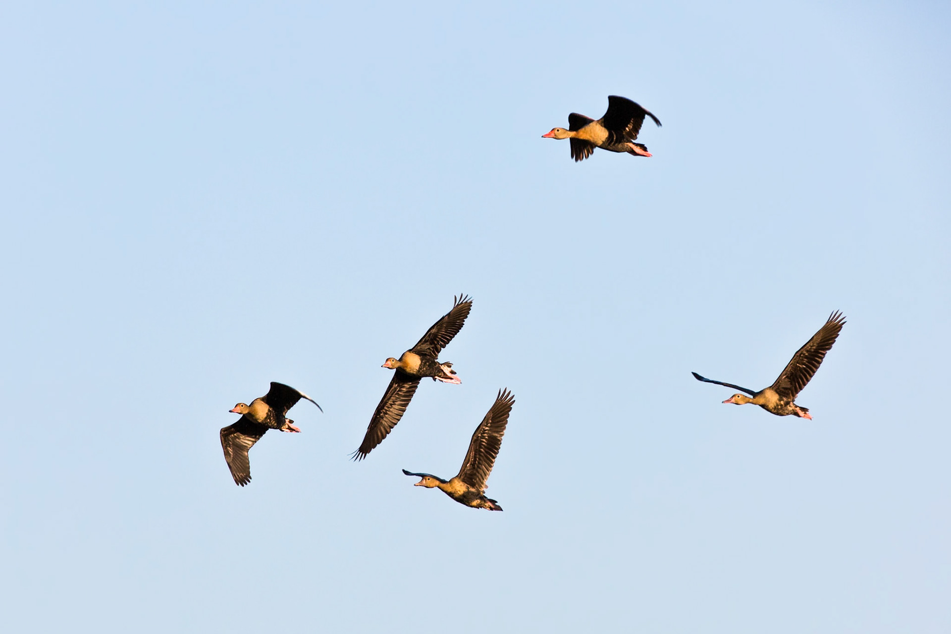 Black-bellied whistling ducks, Pousada Piuval, Pantanal, Brazil