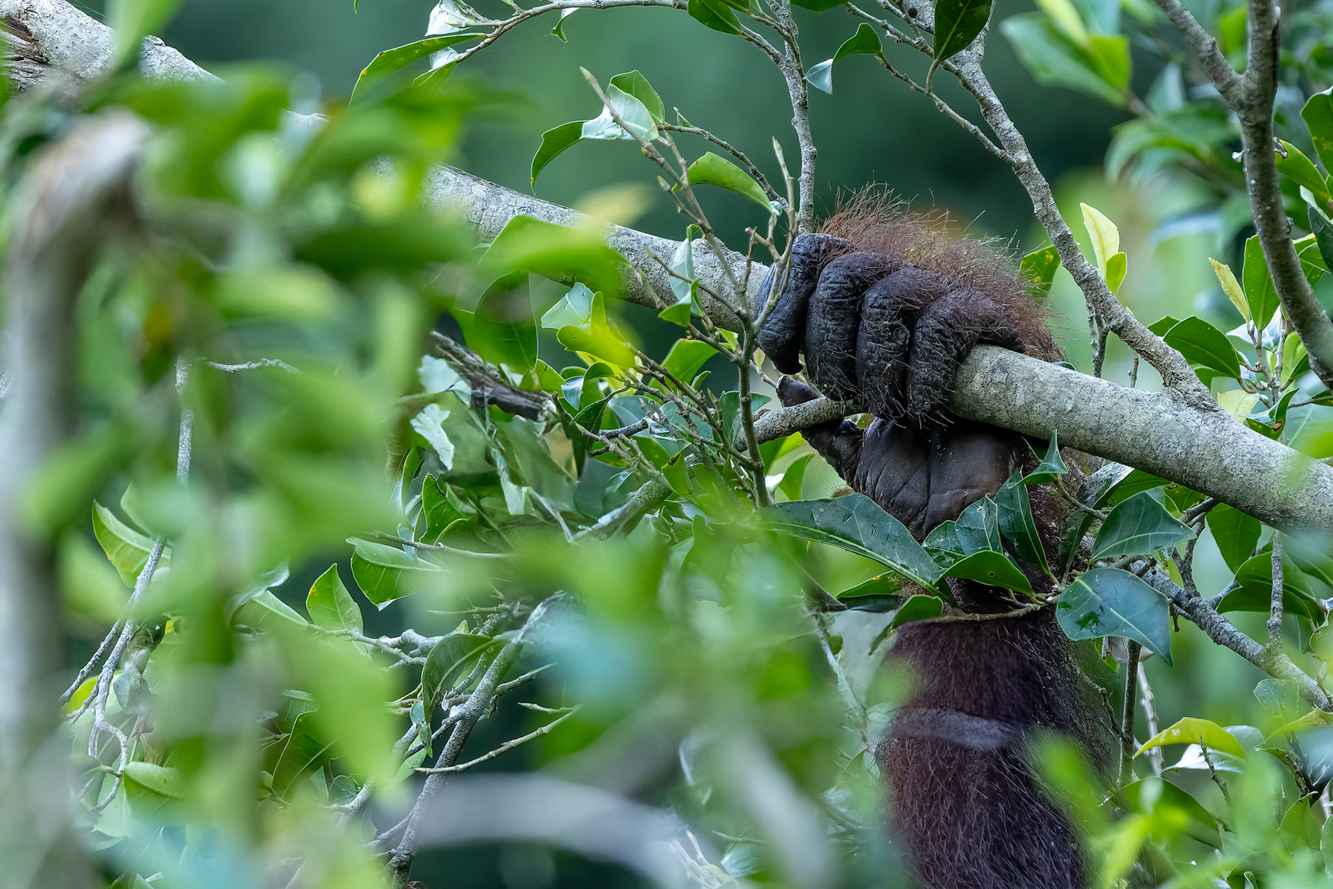 Orangutan, Sukau, Borneo