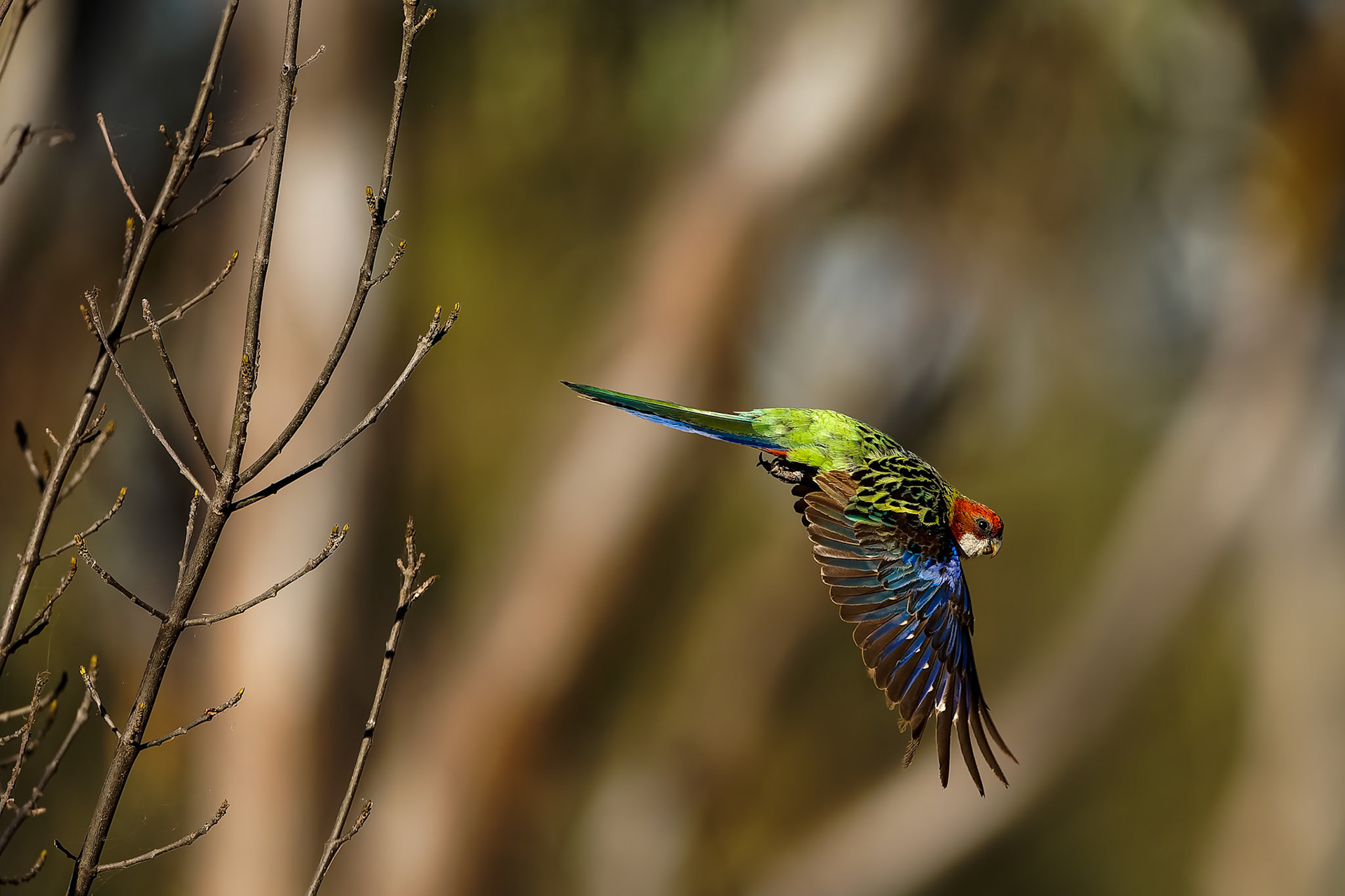 Eastern rosella, Kerlew hide, Kerlew hide, Lake Cargelligo, NSW, Australia