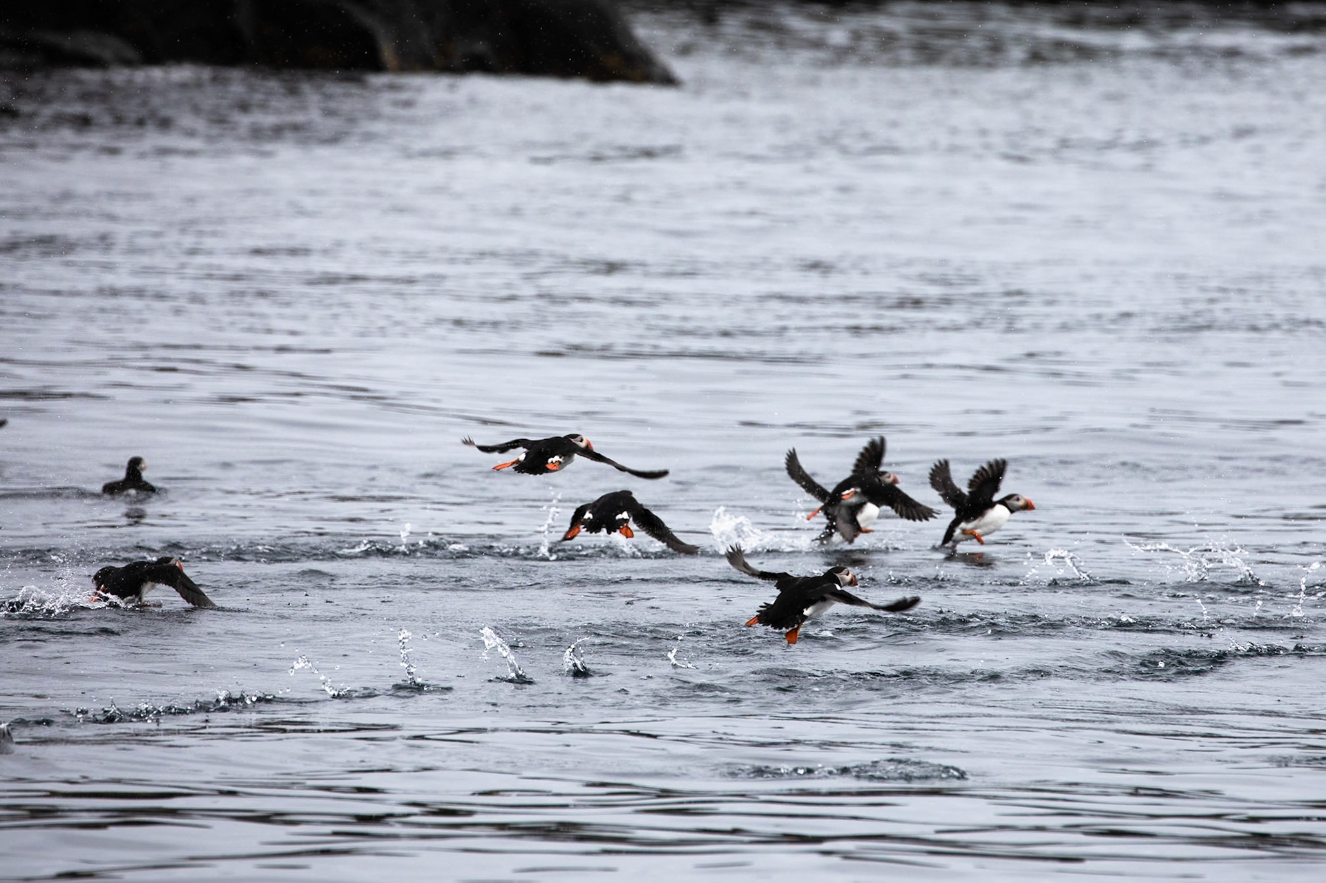 Atlantic puffin, Grímsey Island, Iceland