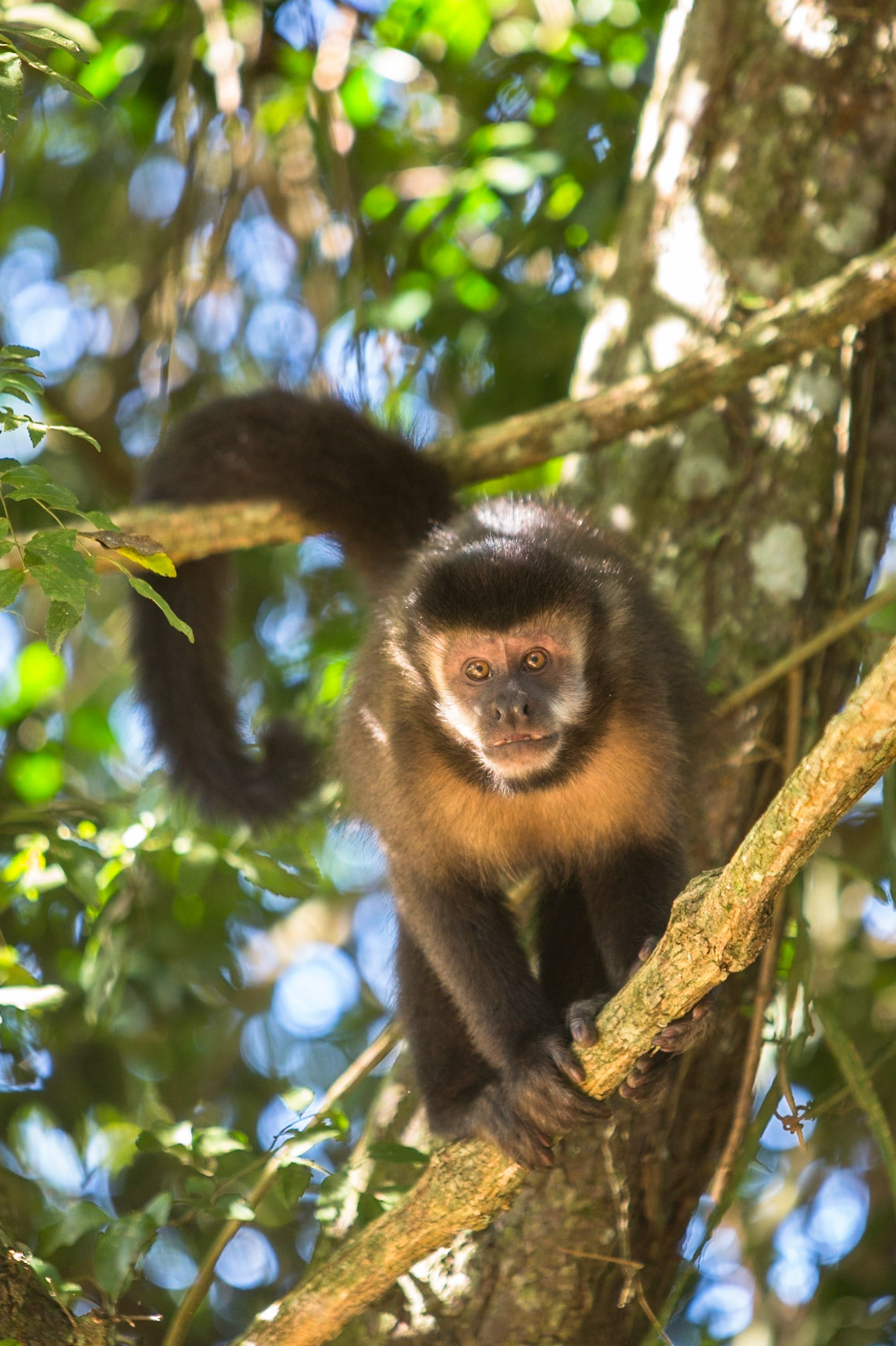 Capuchin monkey, Iguassu Falls, Brazil and Argentina