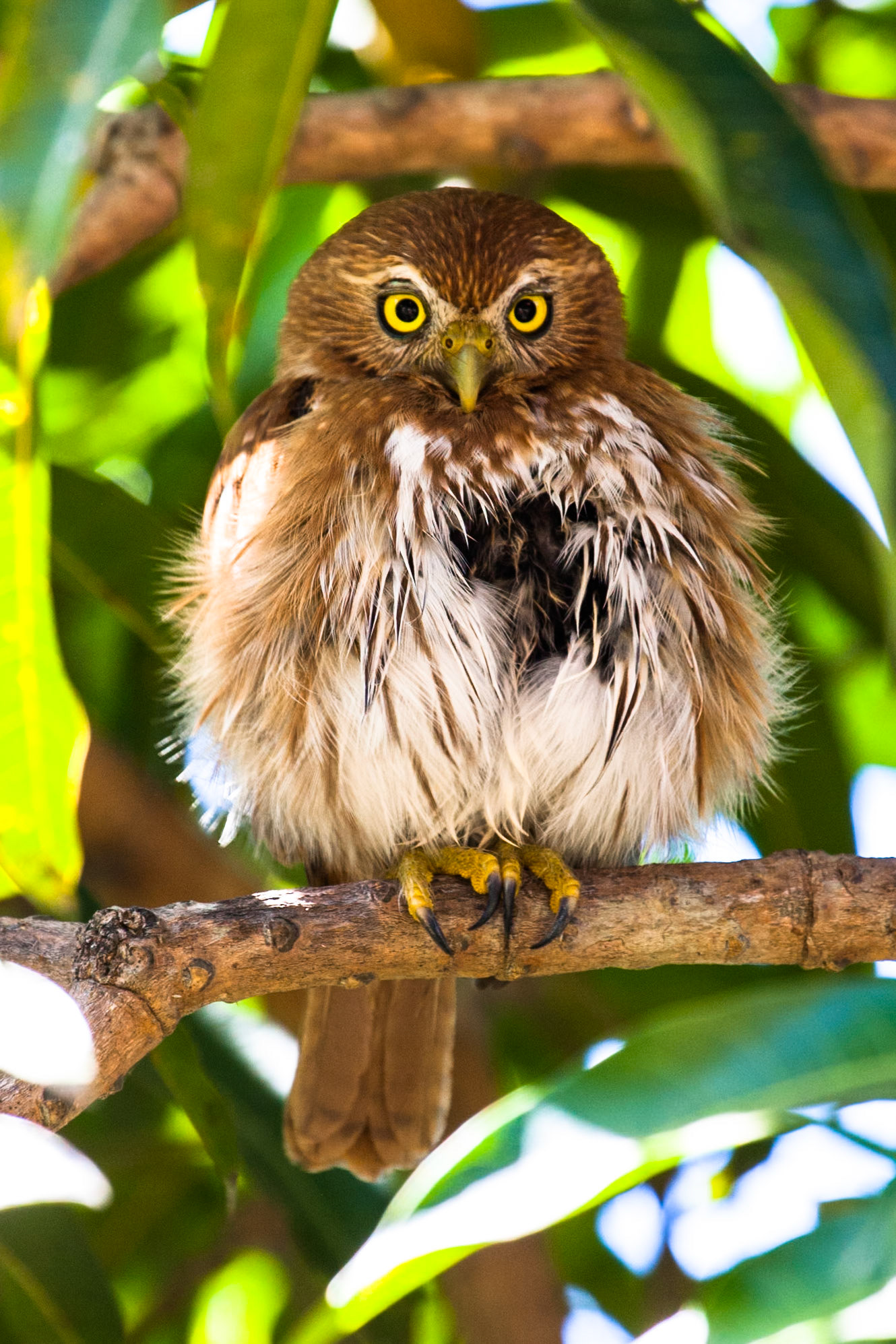 Ferruginous pygmy owl, Mato Grosso, Pantanal, Brazil