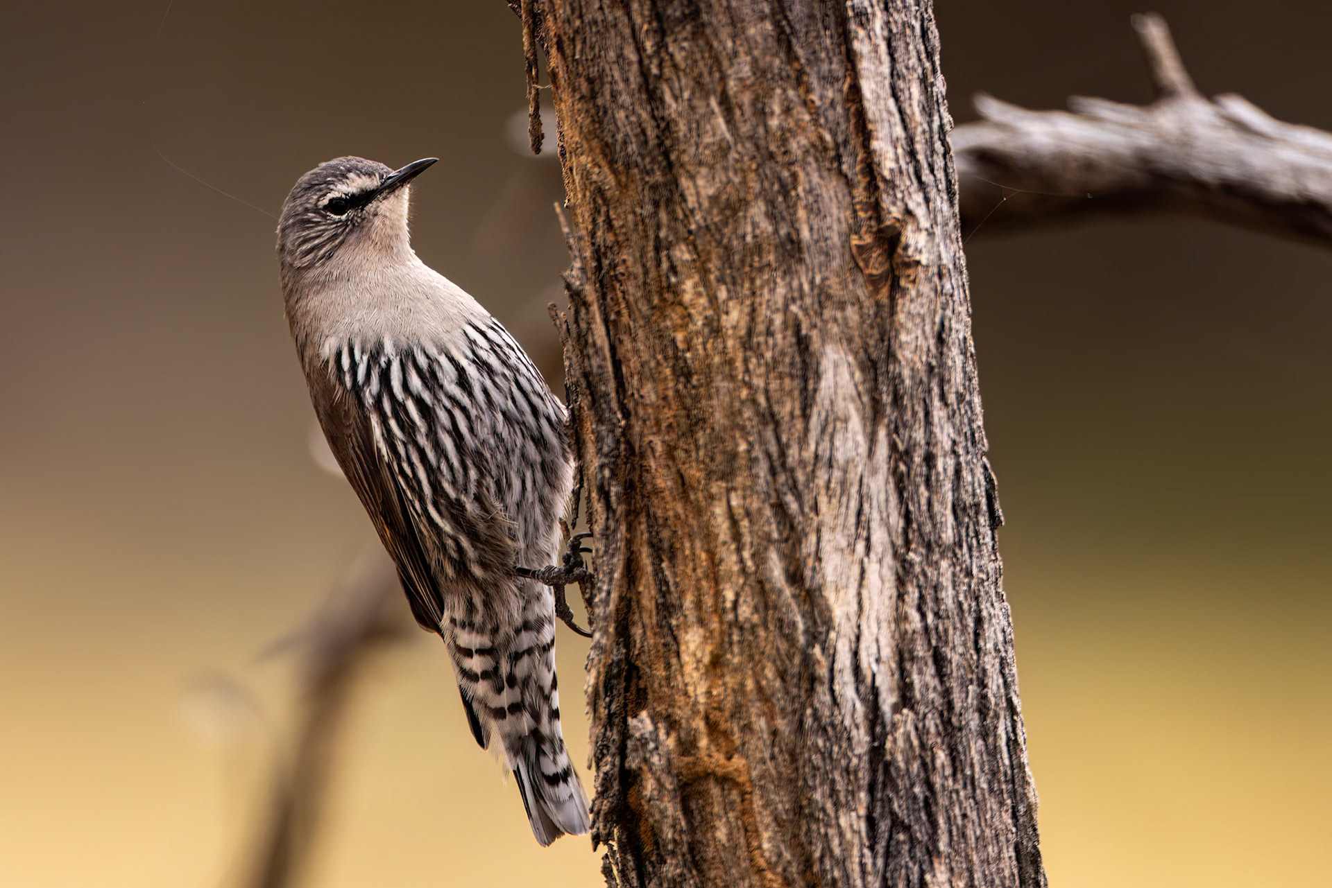 White-browed treecreeper, Eulo to Cunnamulla, Queensland, Australia