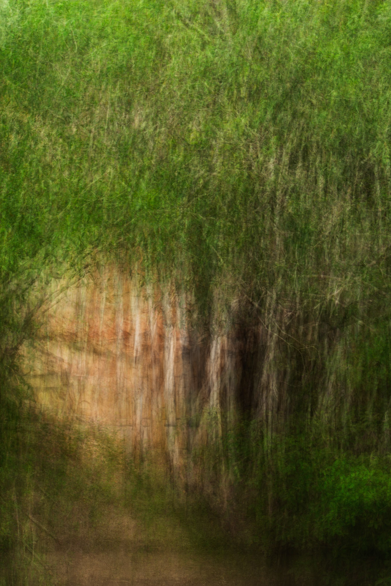 Rock-fig, Mount Borradale, Arnhemland, Northern Territory. A multiple exposure and abstract