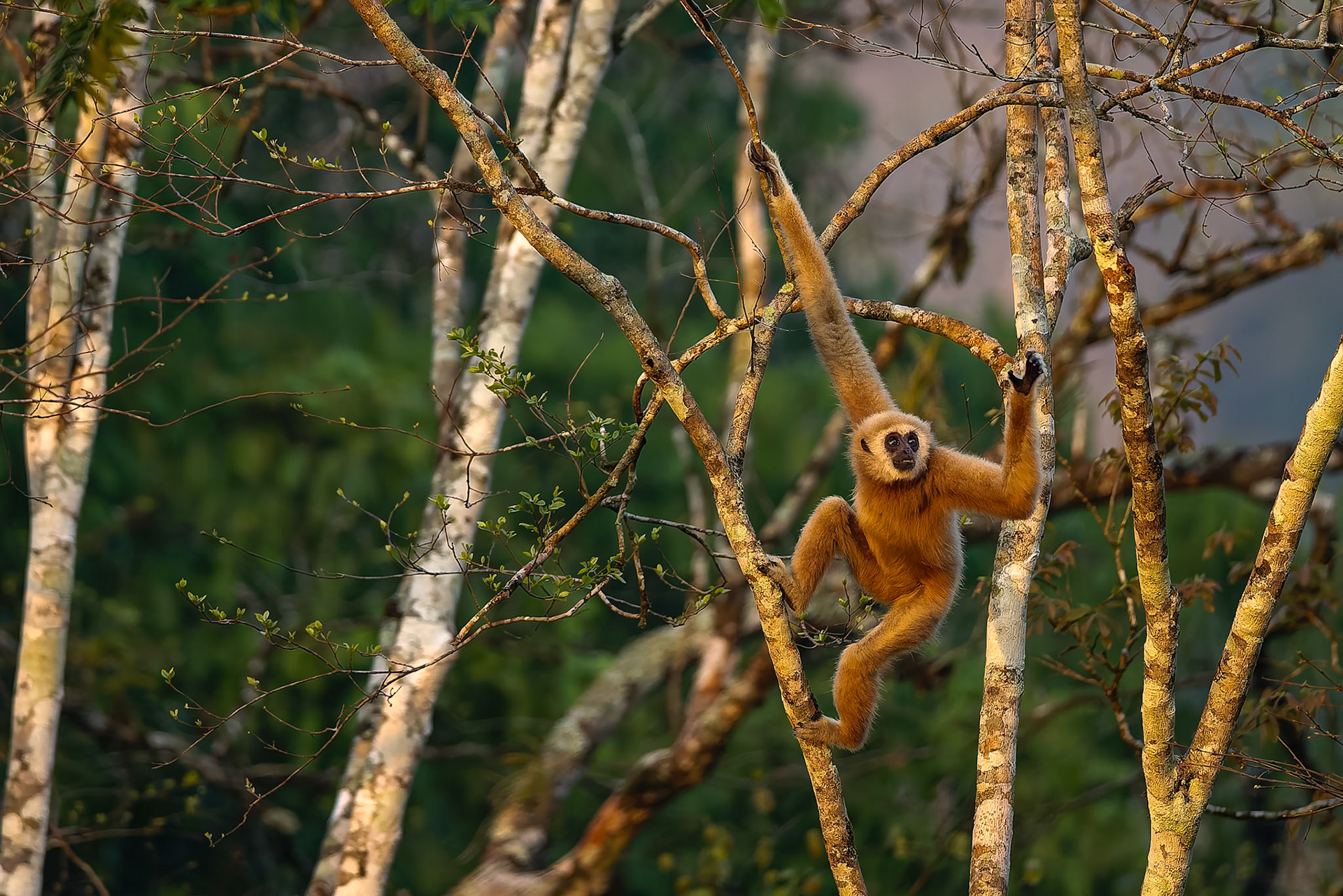 Lar Gibbon, Khaeng Krackan National Park, Thailand
